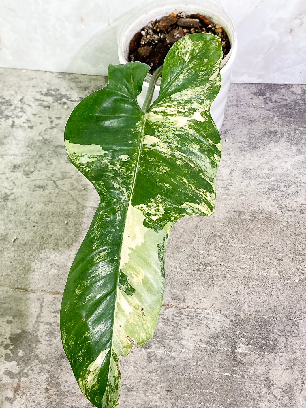 Philodendron bipennifolium variegated Rooted highly variegate 1 leaf 1 sprout