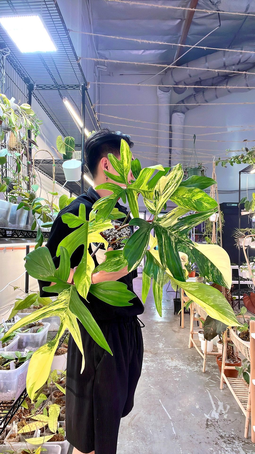 Grower Choice: Philodendron Florida Beauty Rooting node
