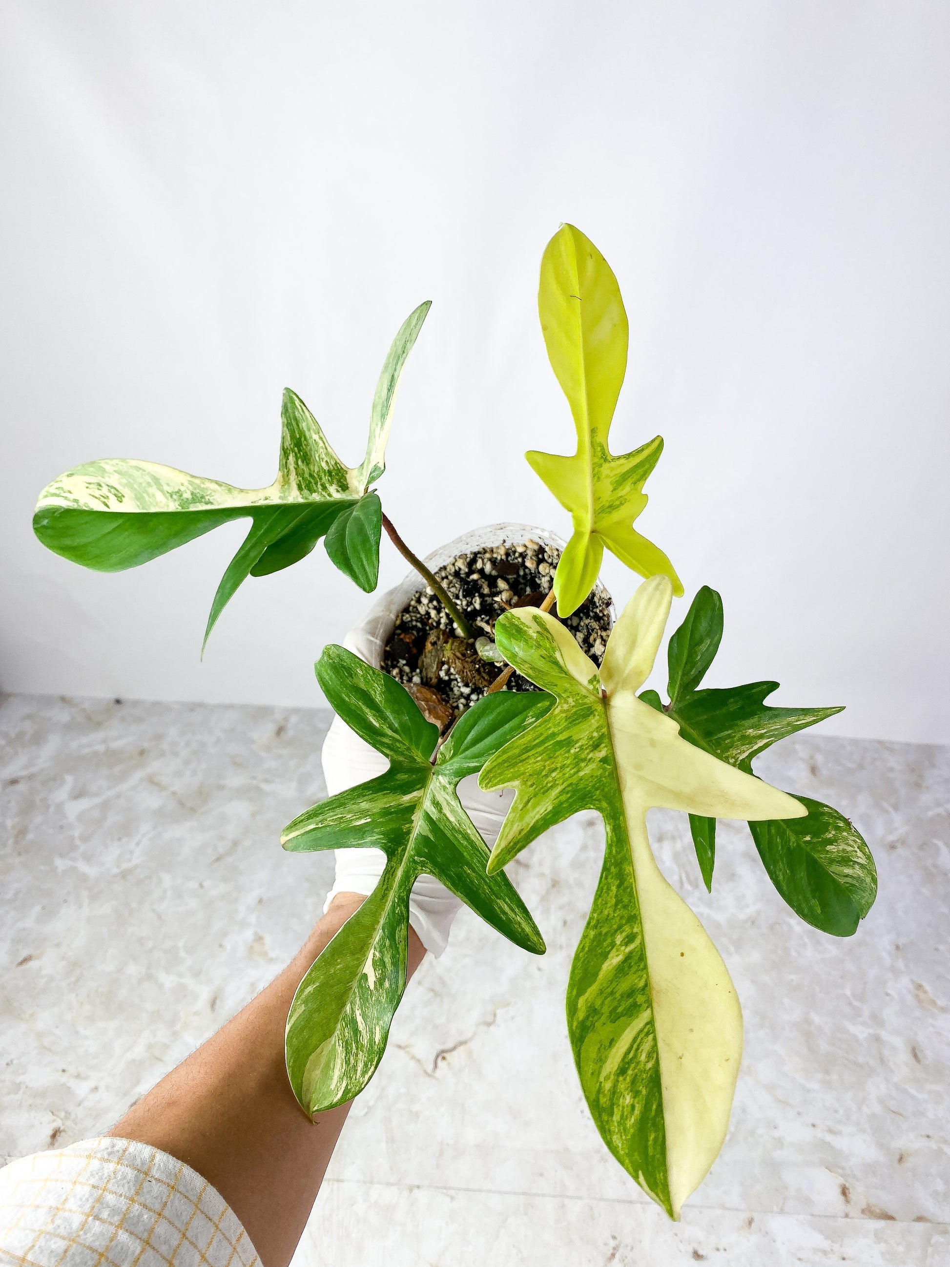 Philodendron Florida Beauty  Rooting node