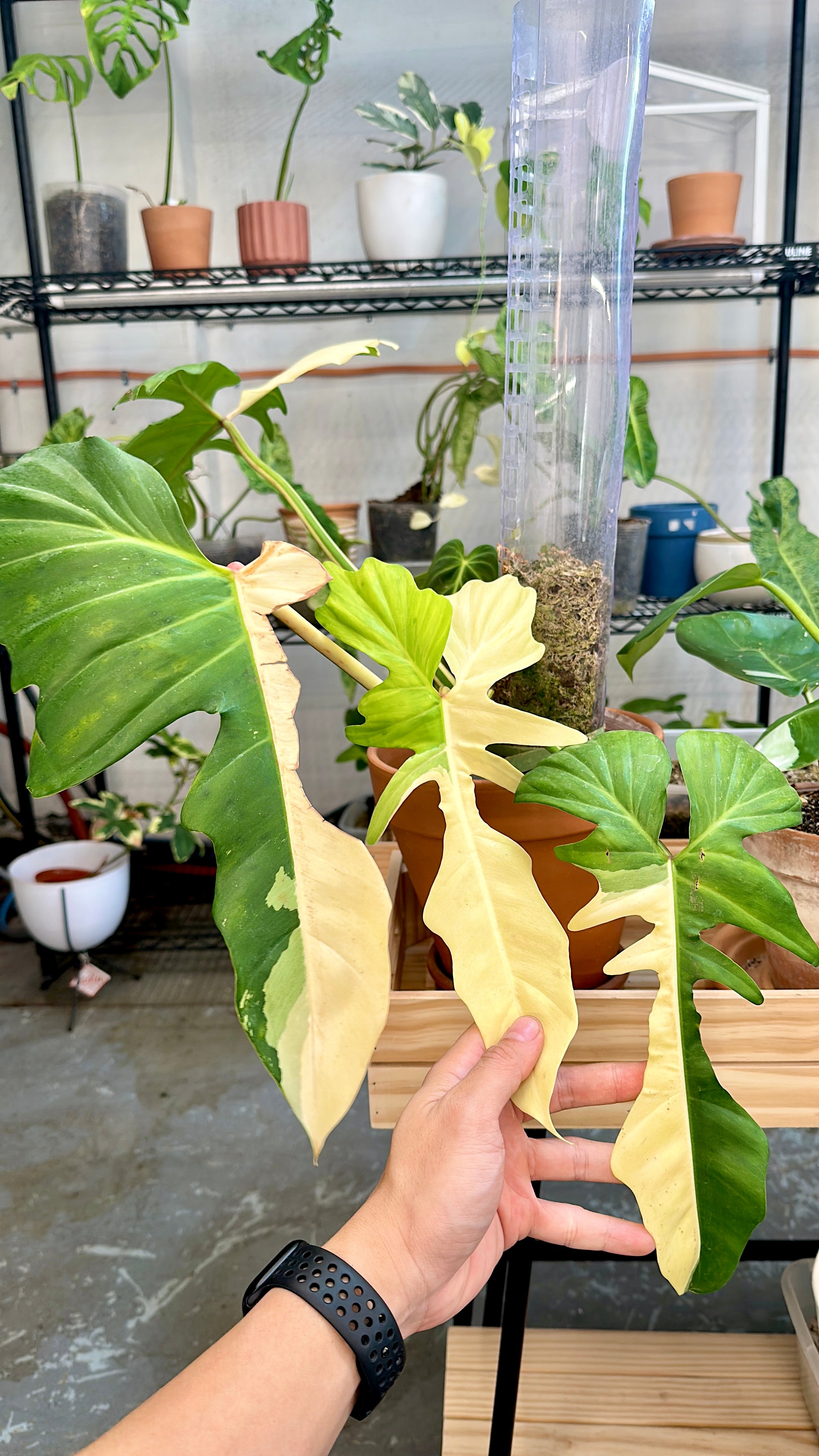 Philodendron Golden Dragon variegated narrow form Top Cutting 1 leaf 1 top sprout 2 activated buds 2 extra nodesRooted