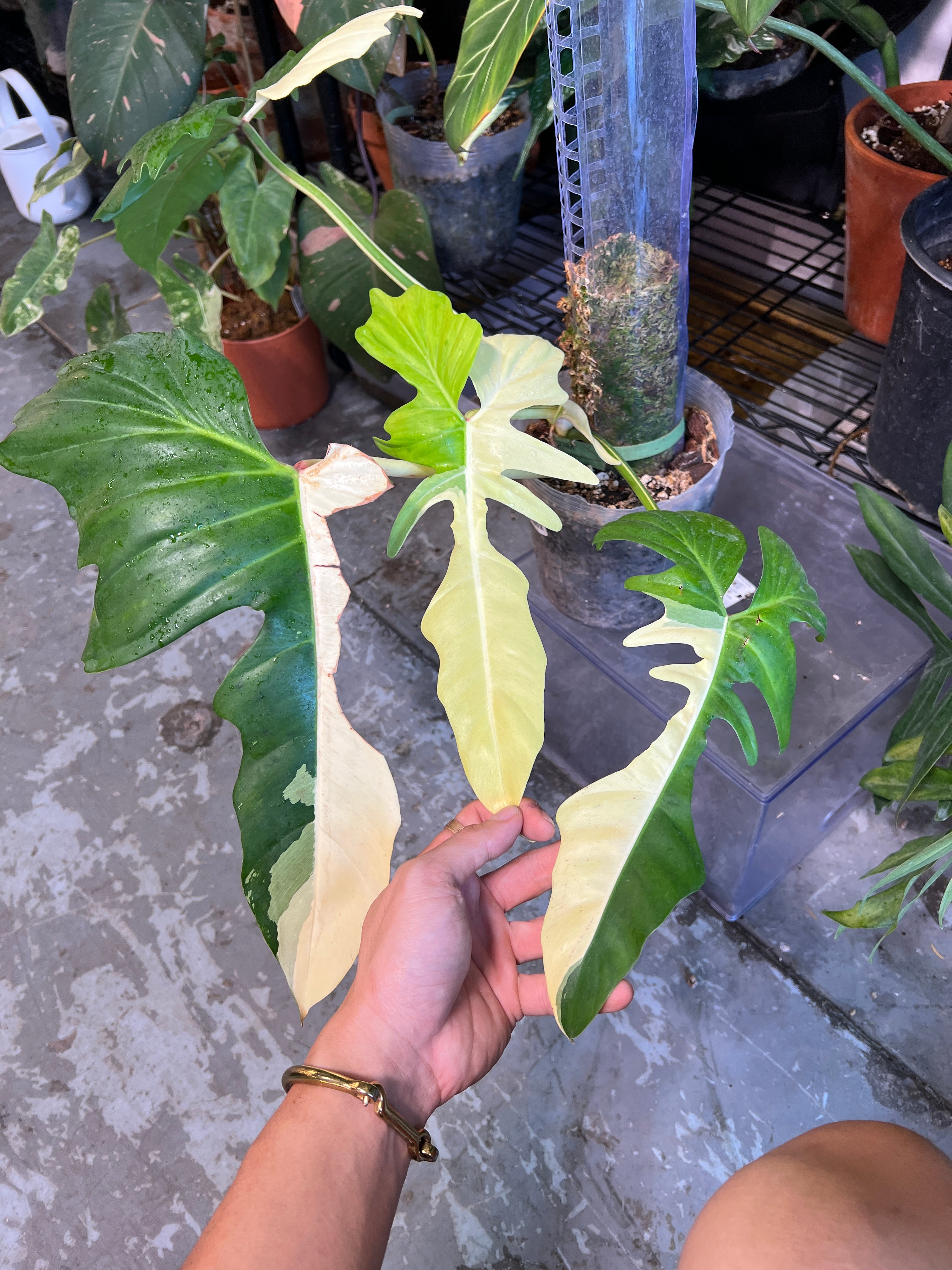 Philodendron Golden Dragon variegated narrow form 3 leaves 1 sprout rooted