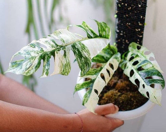 Epipremnum Hanoman Sp Bali rooting node with small leaf