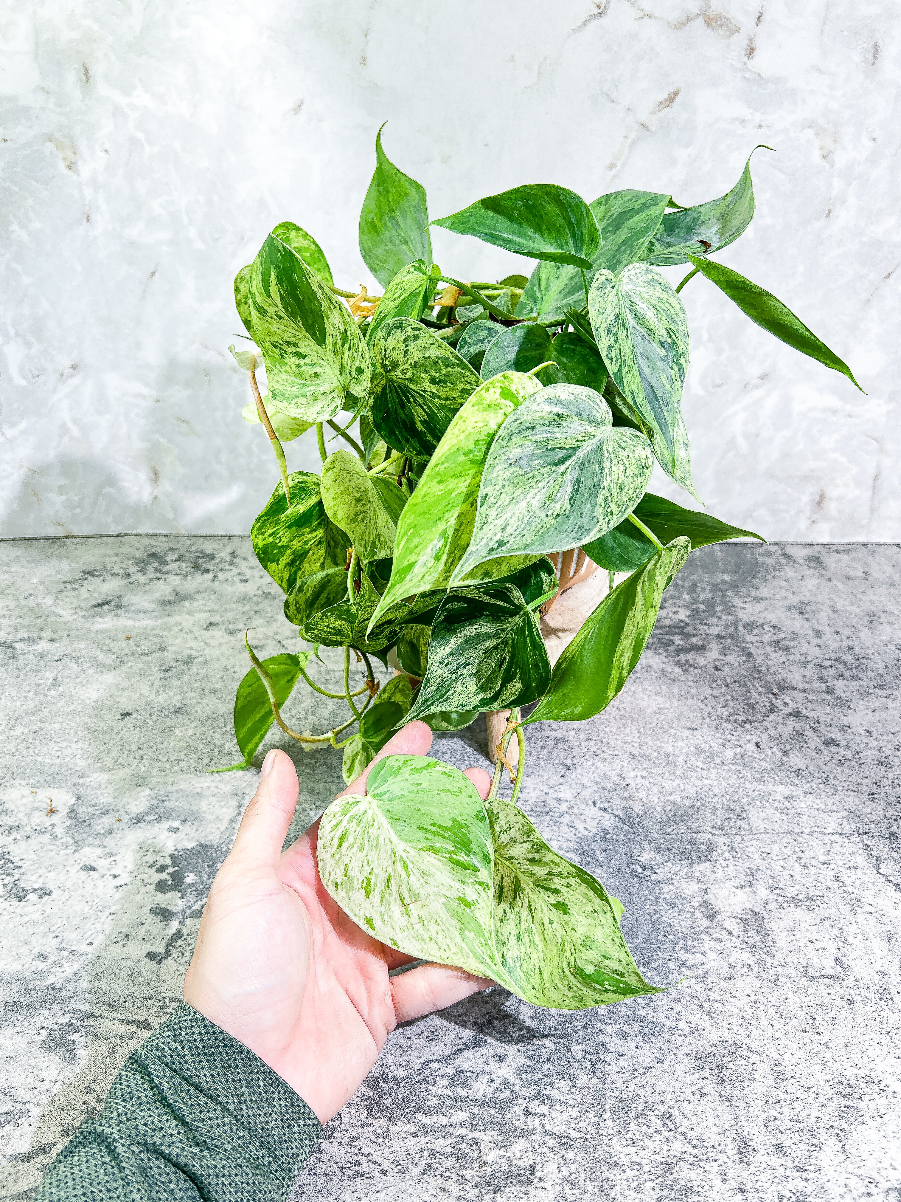 Philodendron Hederaceum variegated 1 leaf Rooting double node