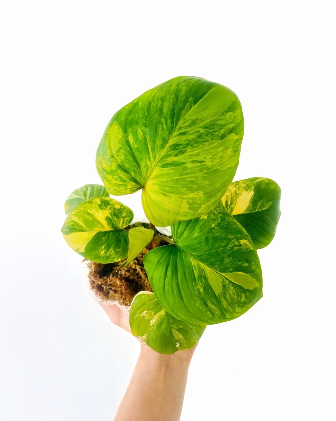 Homalomena Rubescens Variegated Rooted 2 leaves