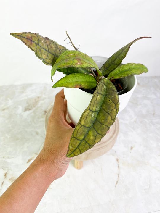 Hoya Finlaysonii Rippled leaf 2 leaves Rooted