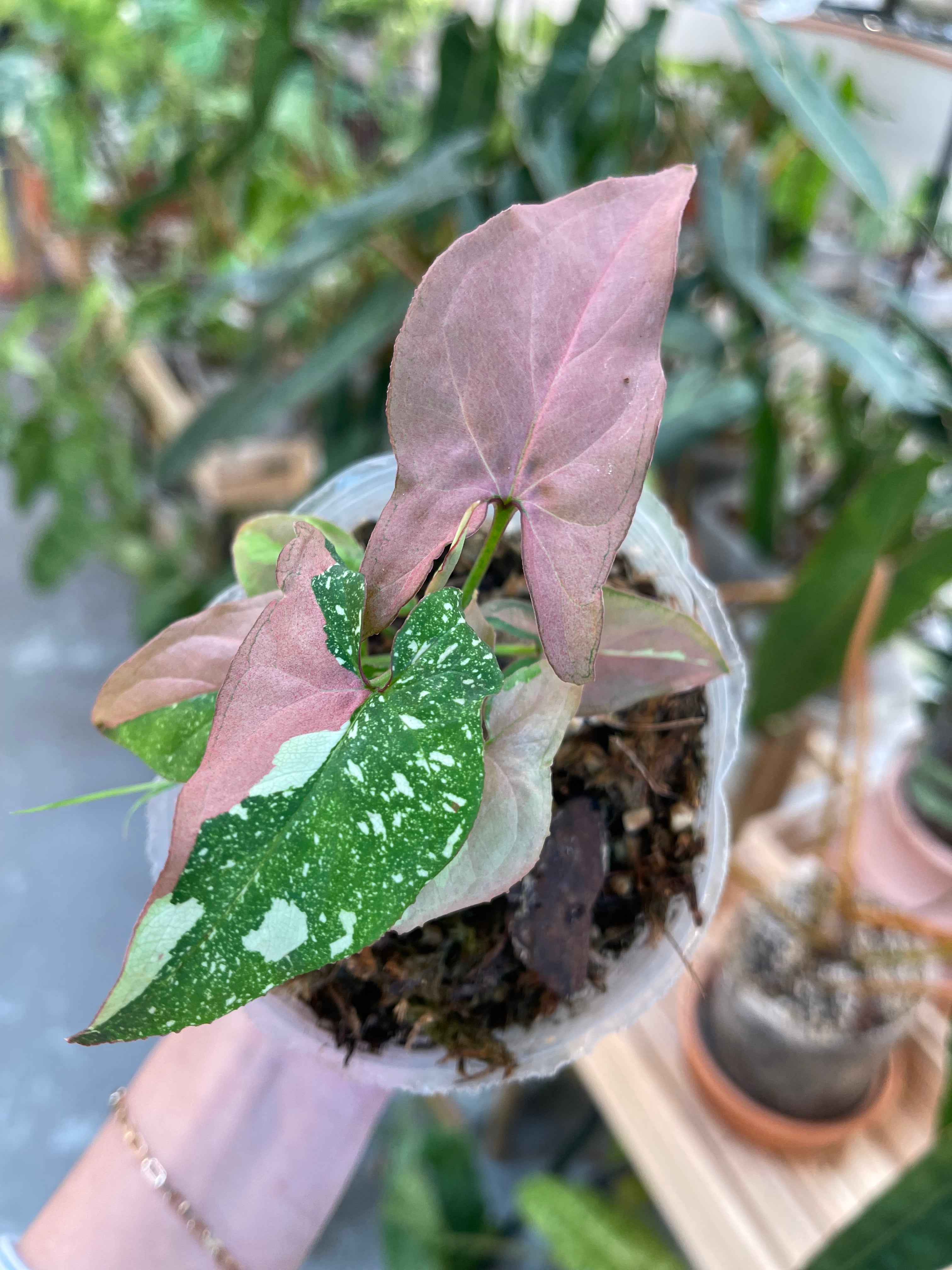 Syngonium Red Spot tricolor  6 leaves slightly rooted