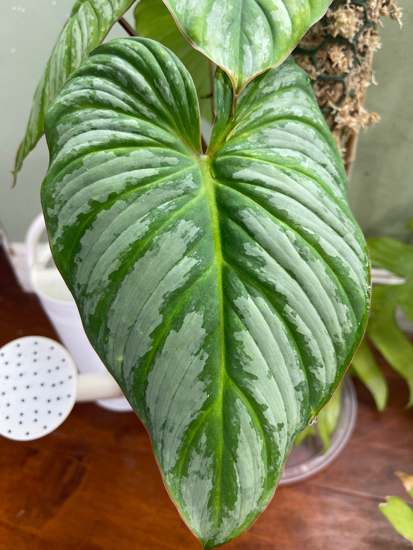 Philodendron Mamei Silver Cloud slightly rooted with 1 new growth point.