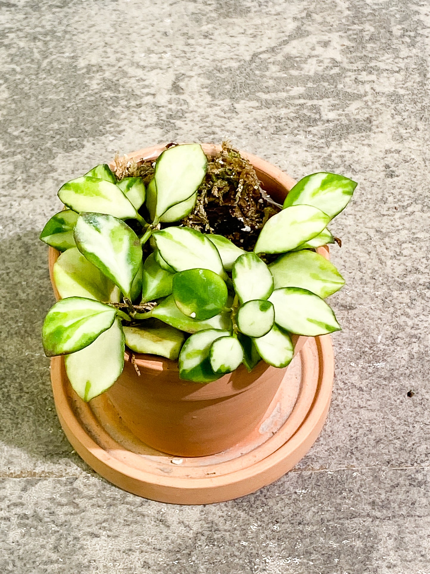 Hoya heuschkeliana variegated rooted