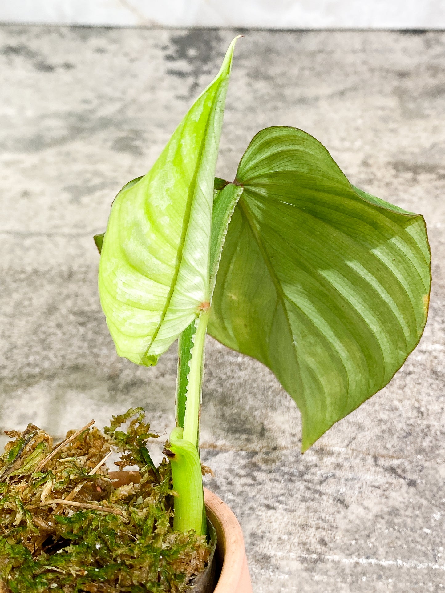 Philodendron Mamei Silver Cloud 2 leaves rooted