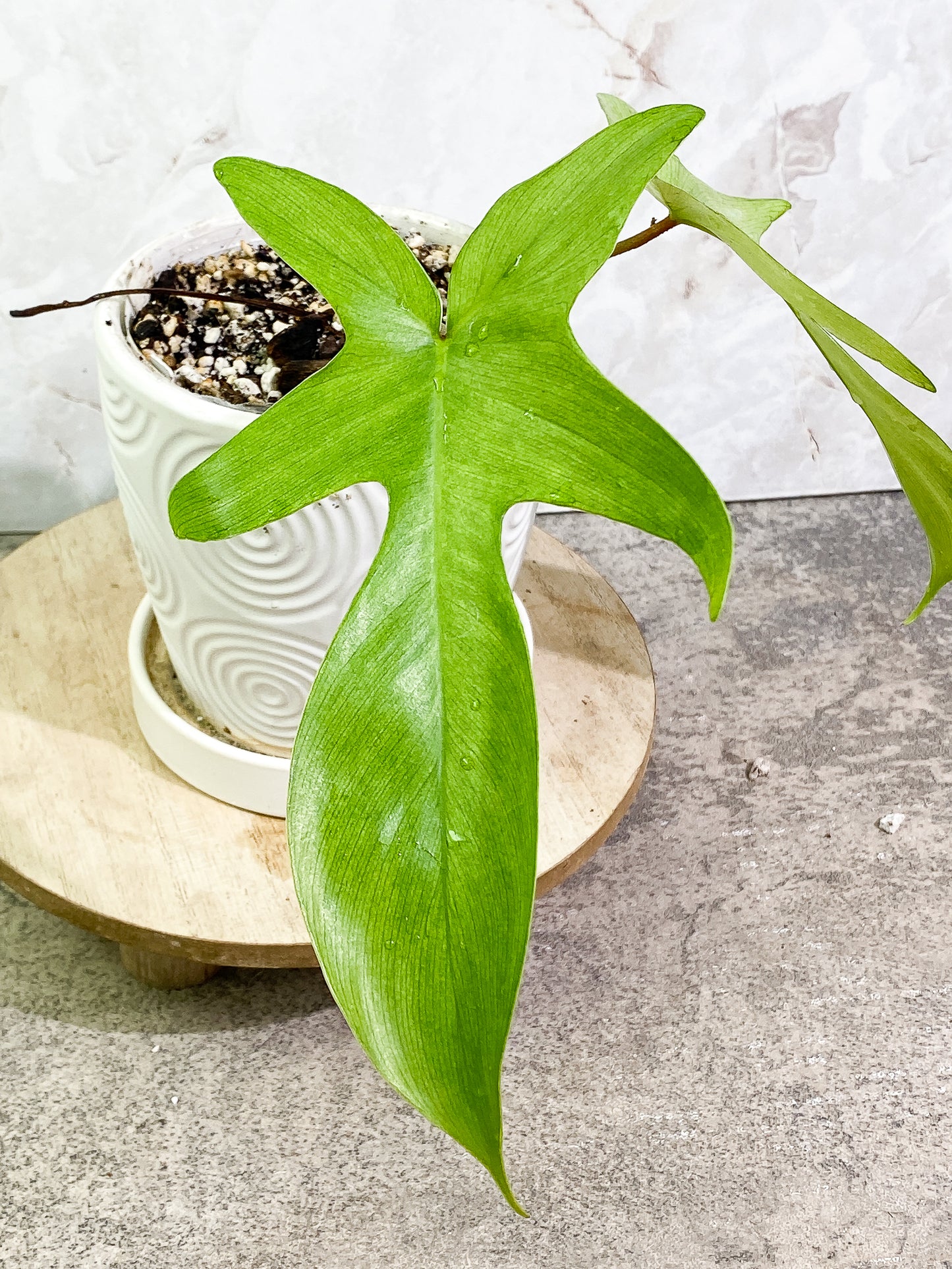 Philodendron Florida ghost mint 2 leaves 1 growing bud rooted