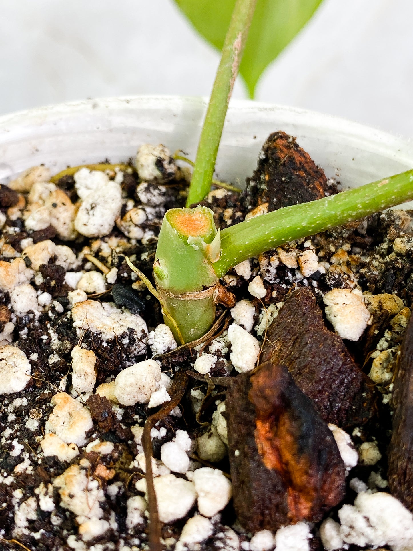 Philodendron Florida ghost mint 2 leaves 1 growing bud rooted