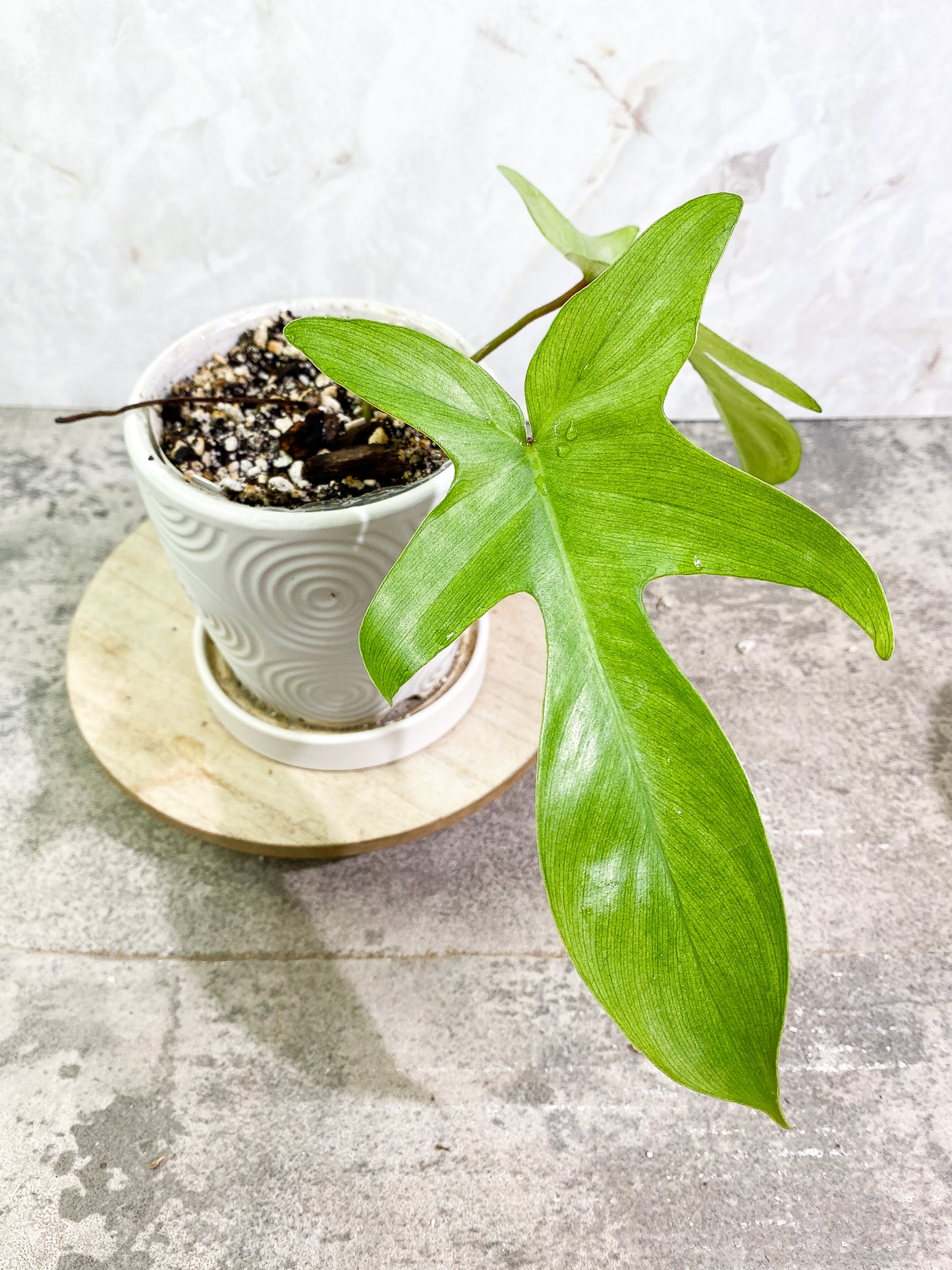Philodendron Florida ghost mint 2 leaves 1 growing bud rooted