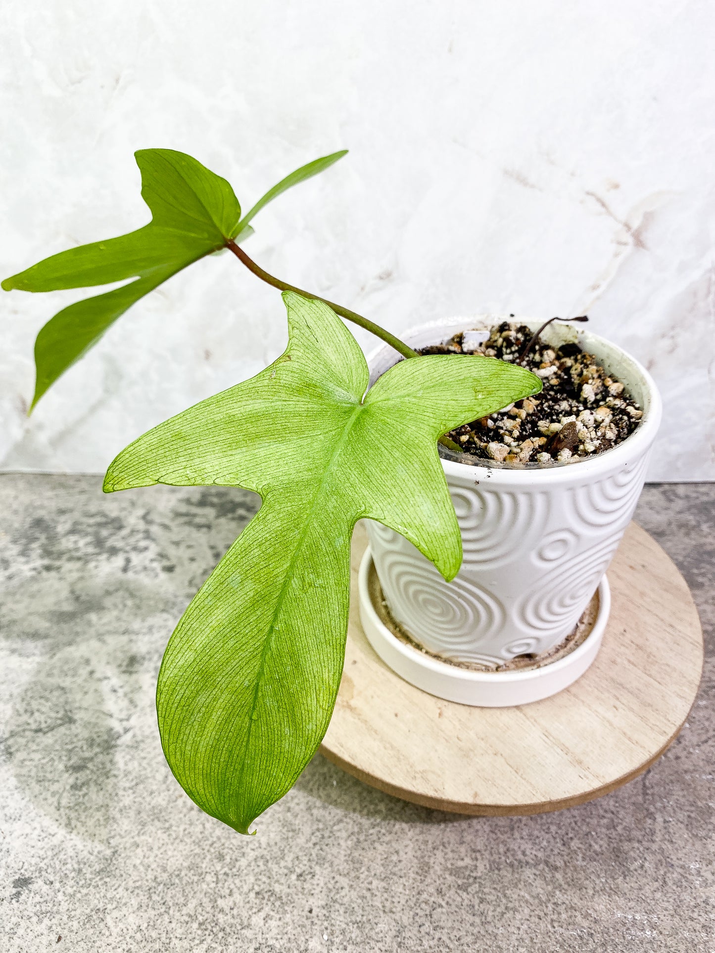 Philodendron Florida ghost mint 2 leaves 1 growing bud rooted