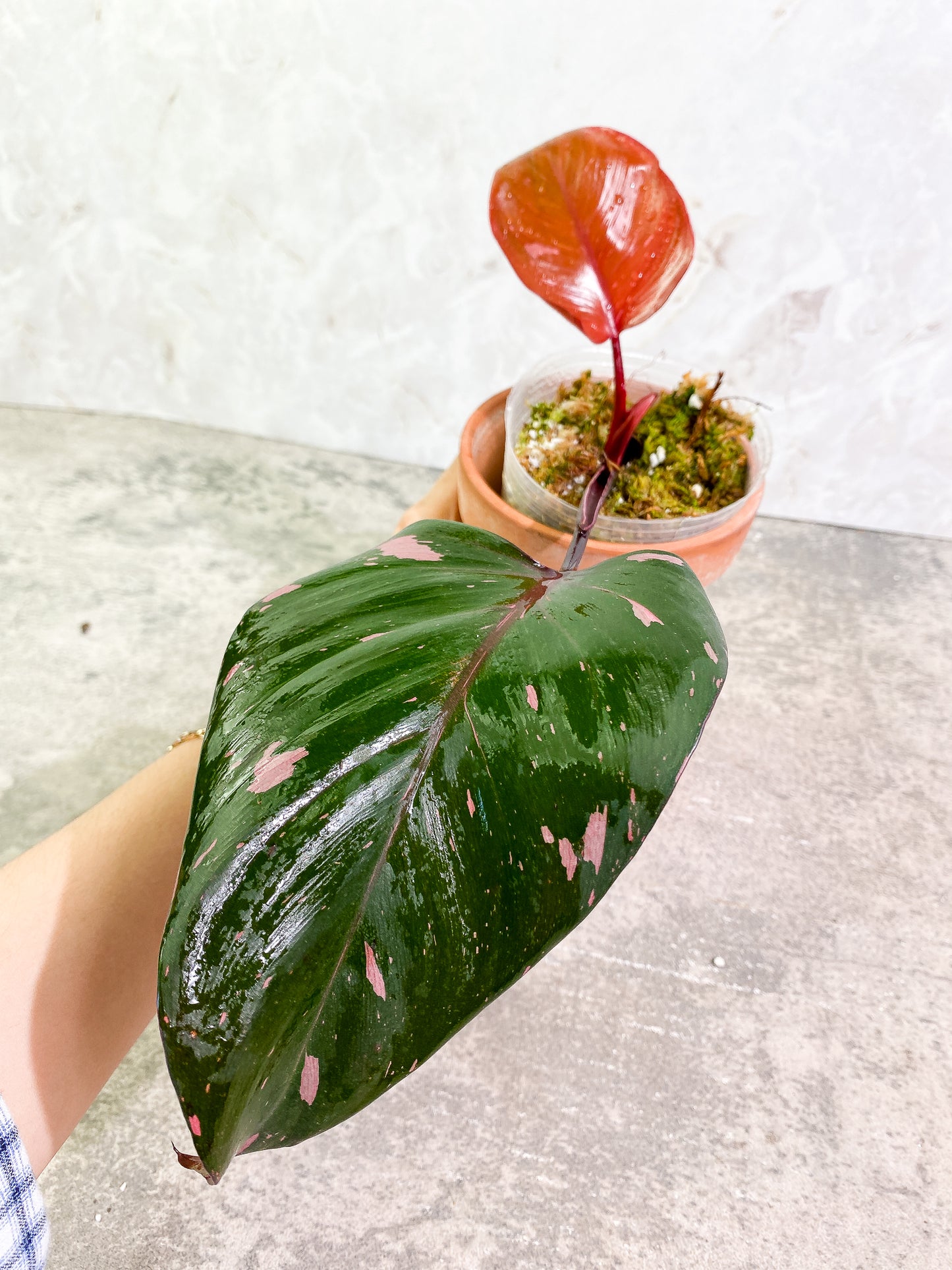 Philodendron pink princess black cherry 2 leaves slightly rooted