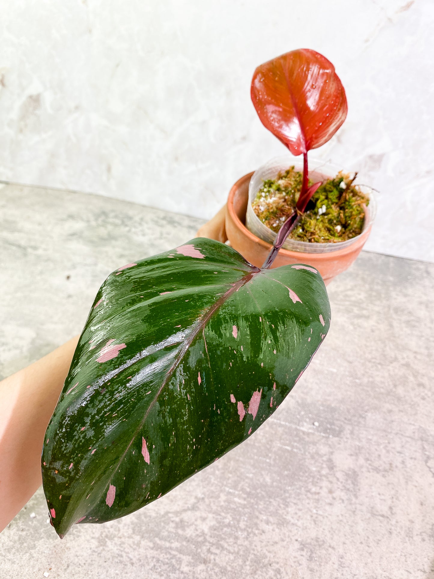 Philodendron pink princess black cherry 2 leaves slightly rooted