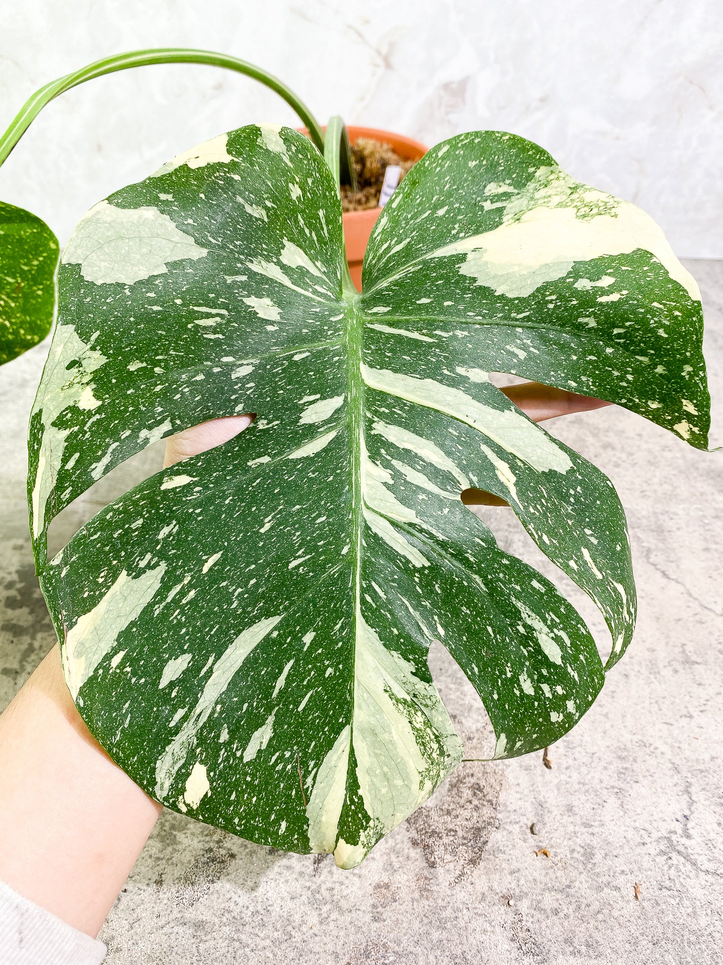 Monstera Thai Constellation 2 leaves rooted