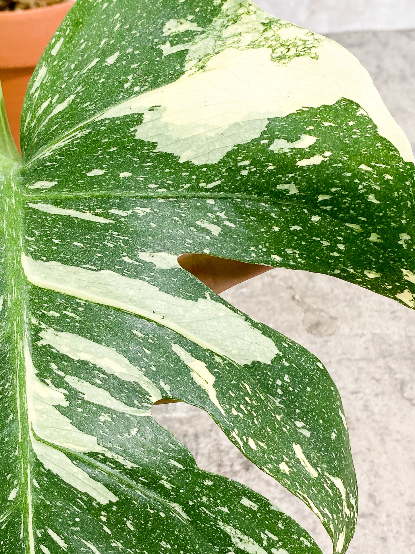 Monstera Thai Constellation 2 leaves rooted