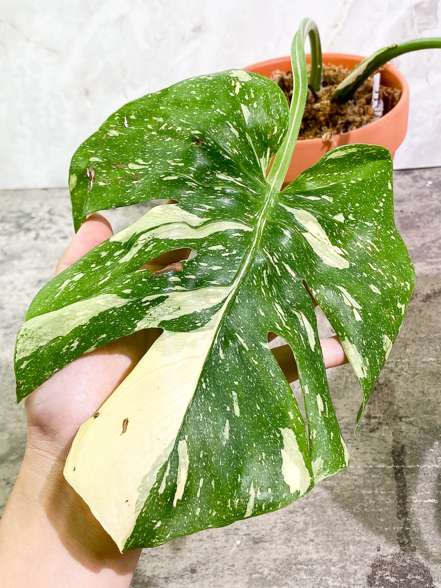 Monstera Thai Constellation 2 leaves rooted