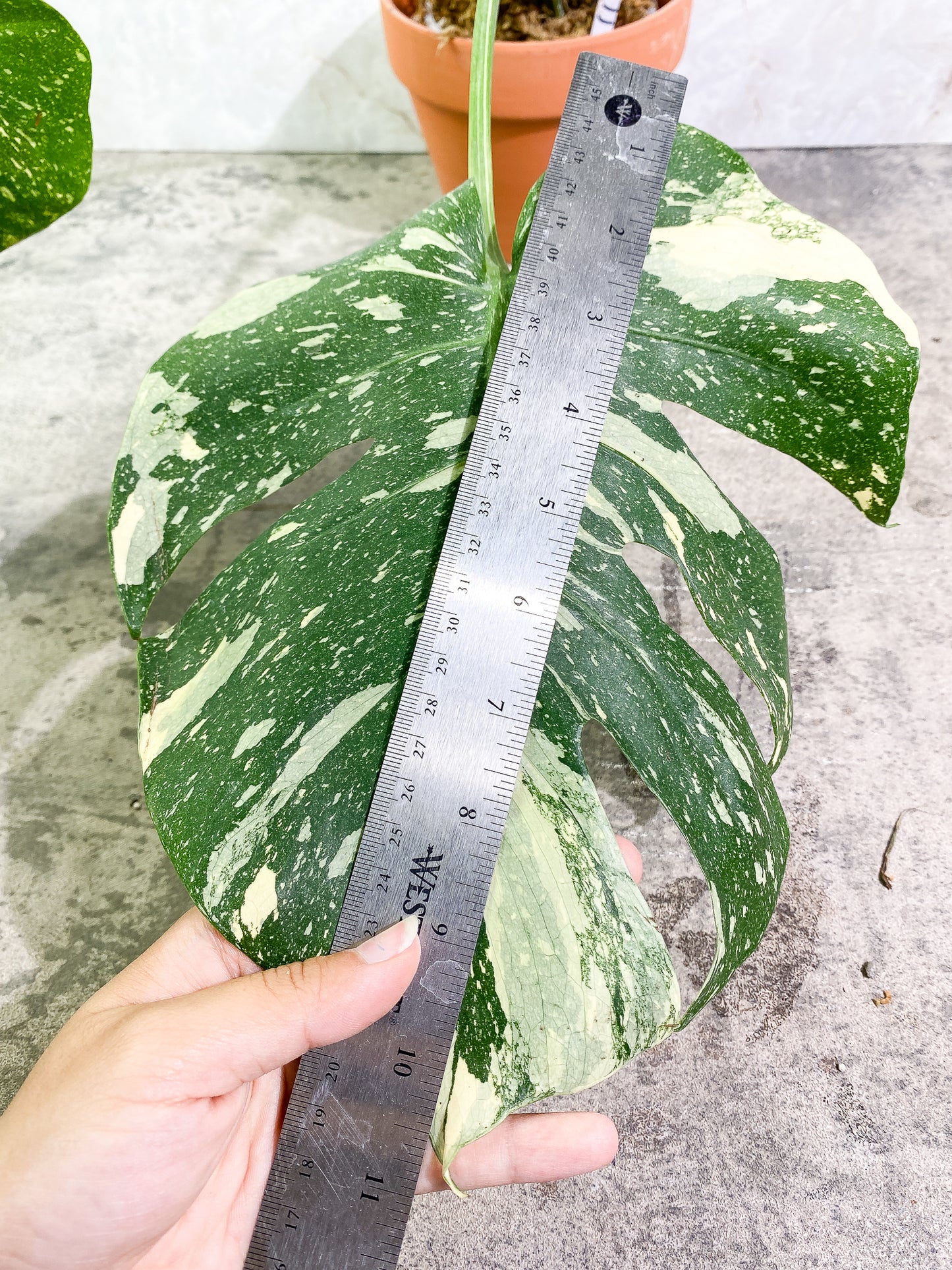 Monstera Thai Constellation 2 leaves rooted