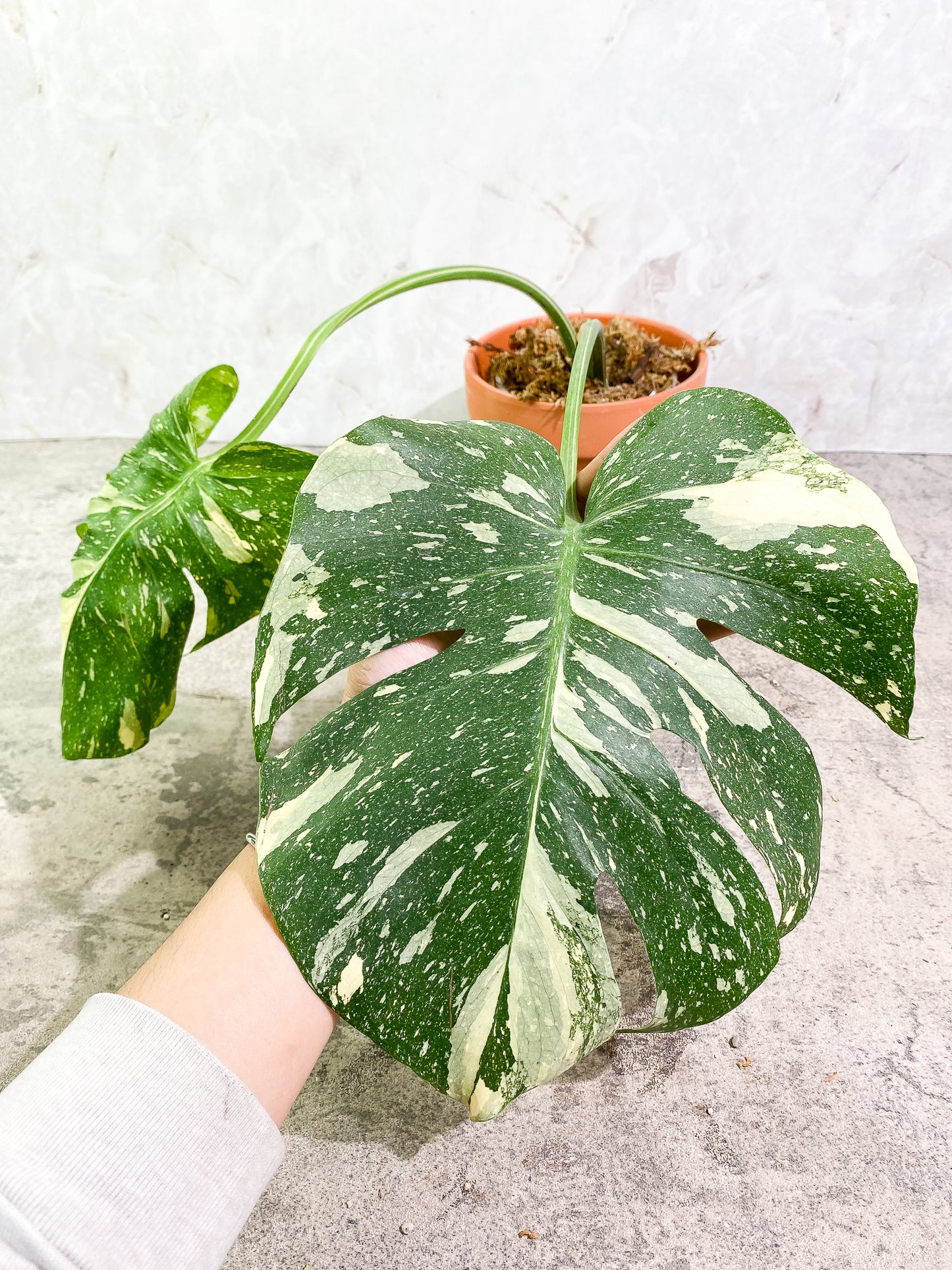Monstera Thai Constellation 2 leaves rooted