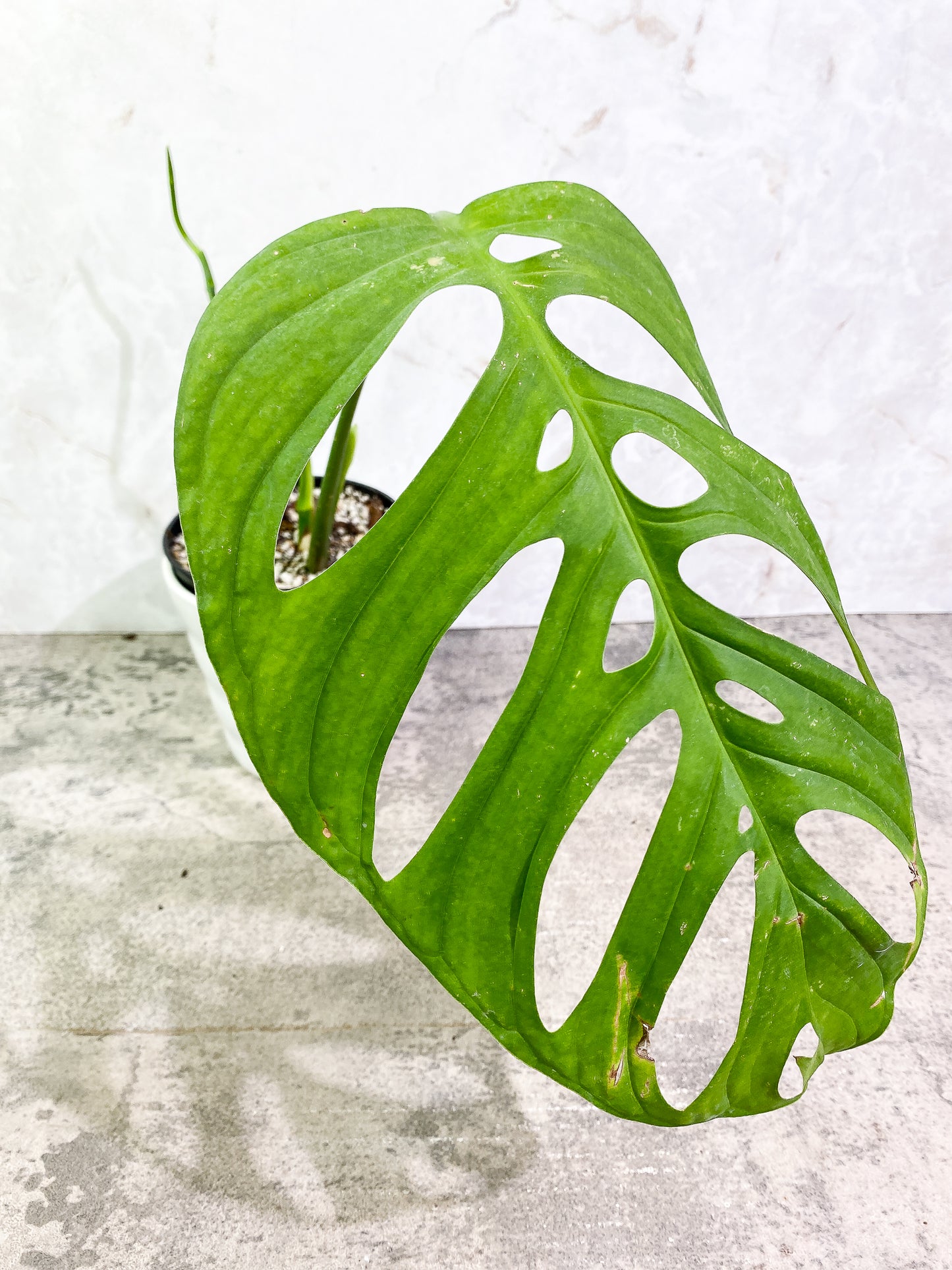 Monstera Esqueleto 1 leaf 1 sprout rooted