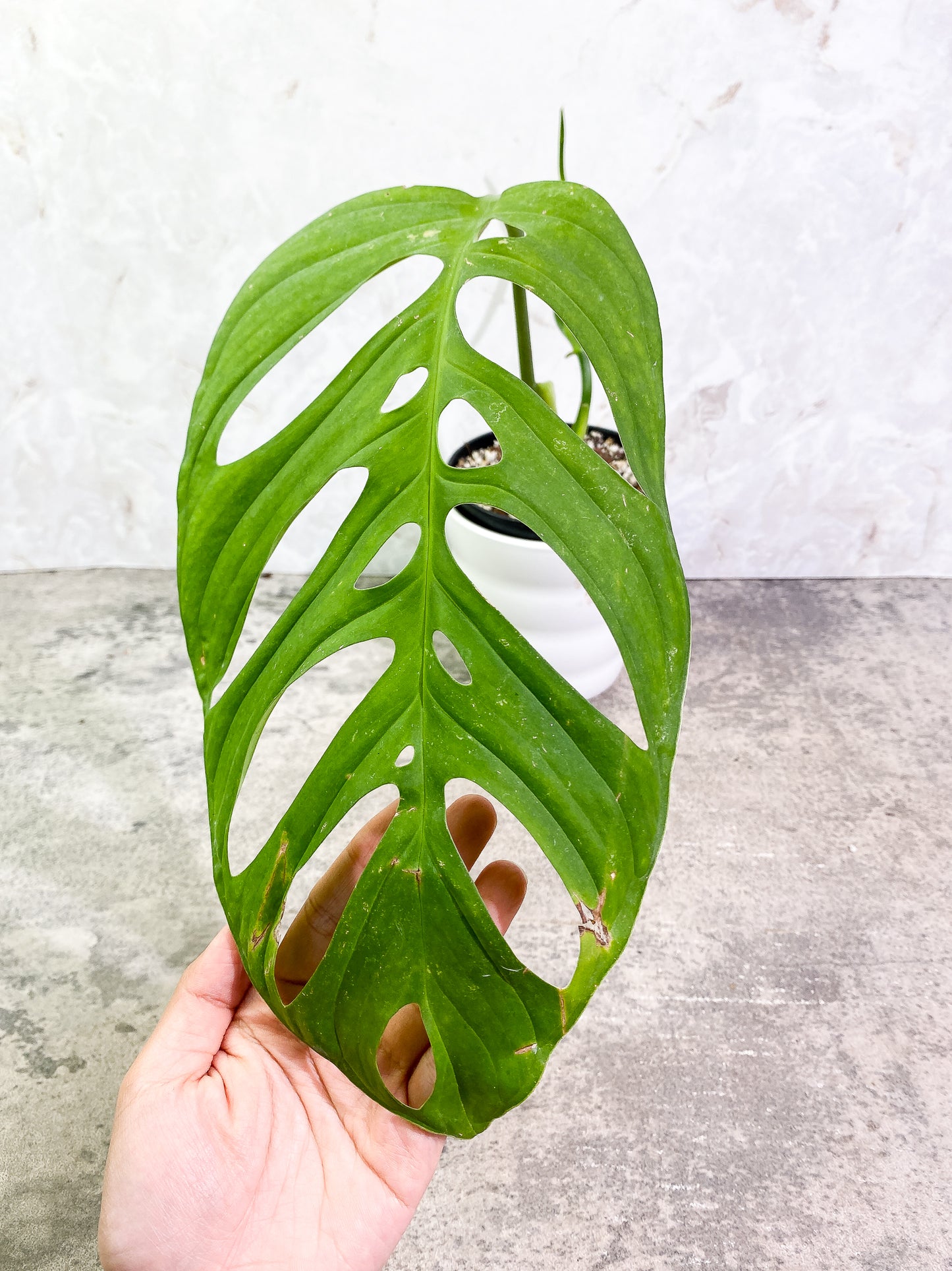 Monstera Esqueleto 1 leaf 1 sprout rooted