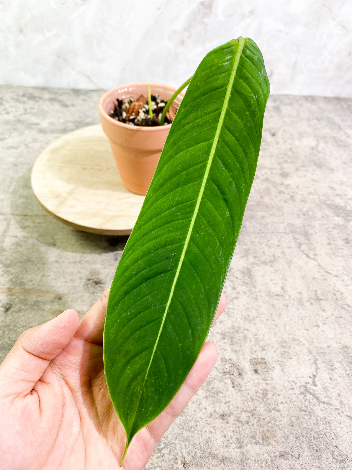 Philodendron heterocraspedon 1leaf 1 sprout top cutting rooting