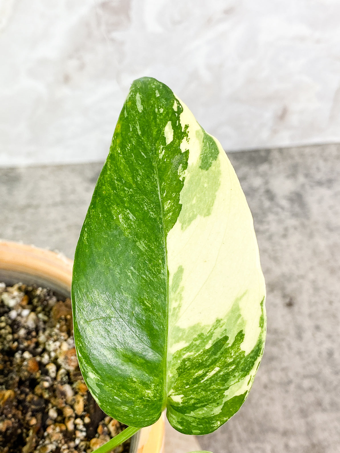 Epipremnum Pinnatum Variegated 2 leaves rooted
