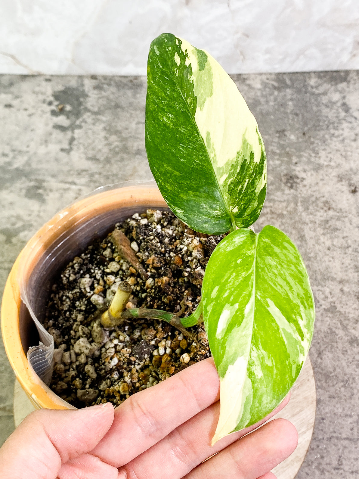 Epipremnum Pinnatum Variegated 2 leaves rooted
