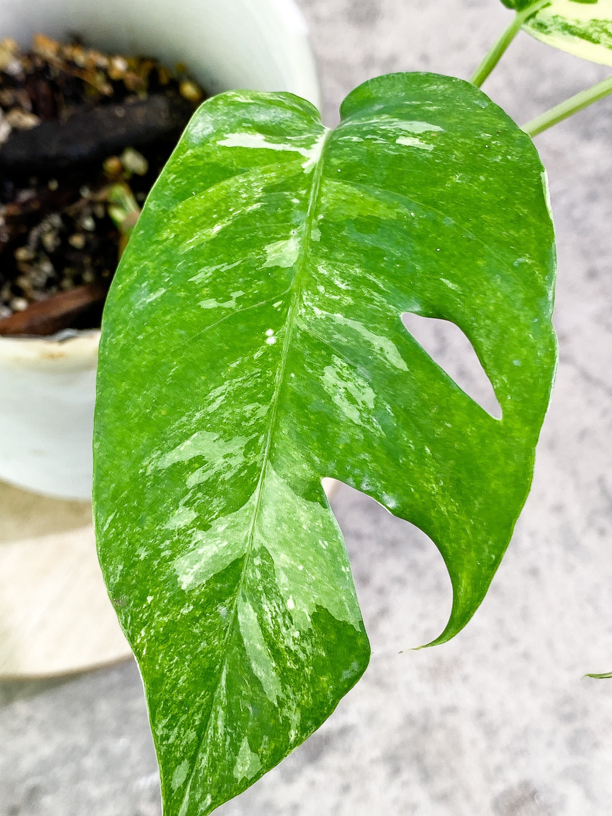 Epipremnum Pinnatum Variegated 3 leaves rooted