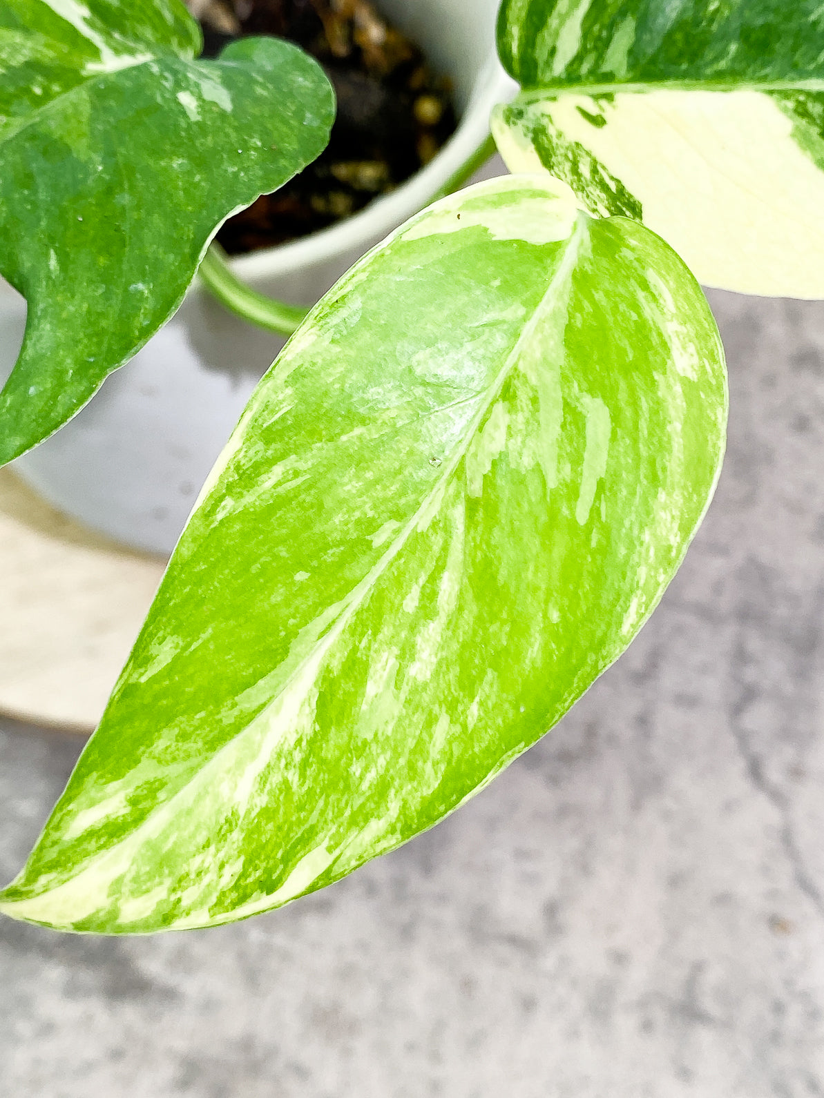 Epipremnum Pinnatum Variegated 3 leaves rooted