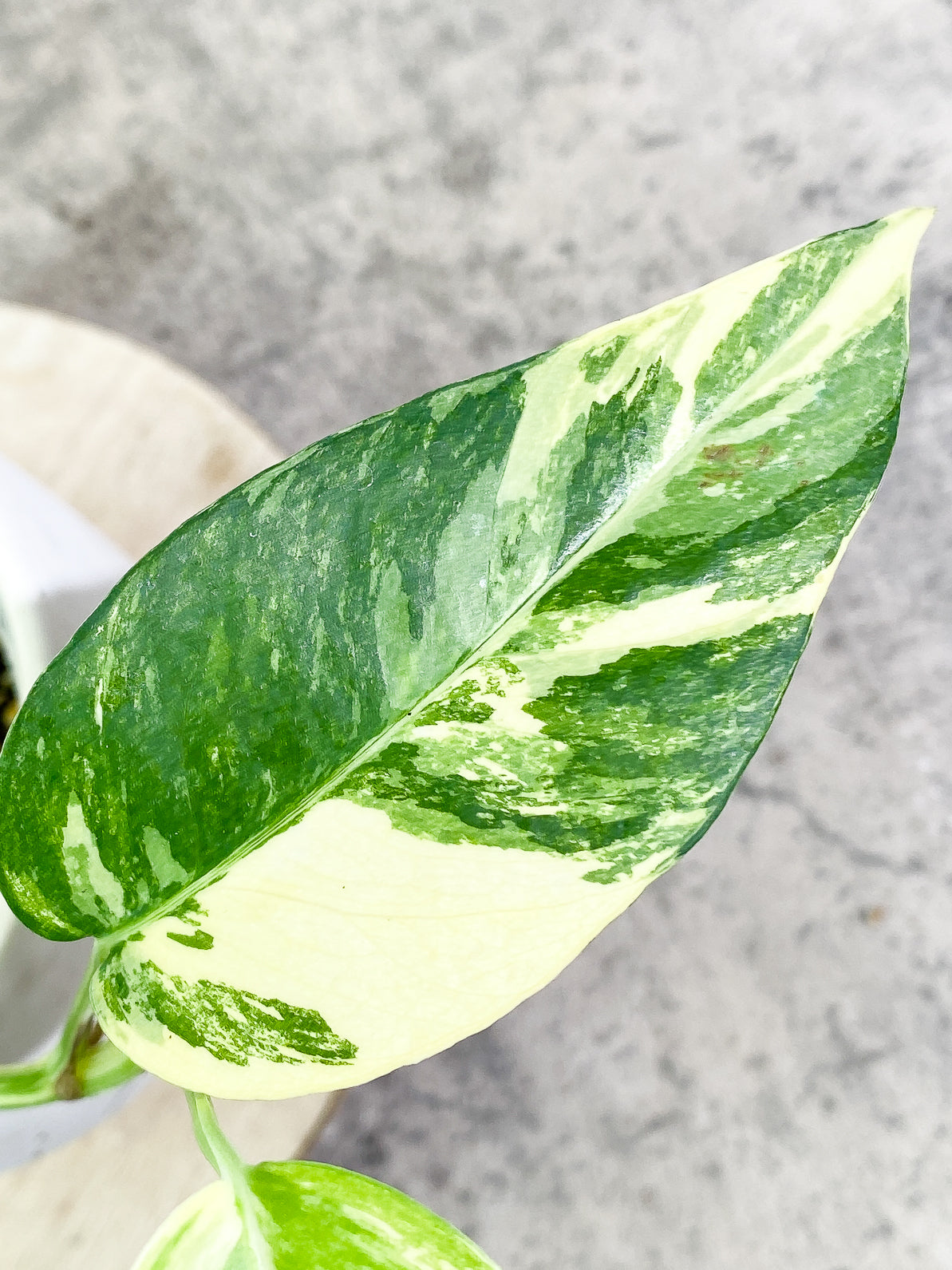 Epipremnum Pinnatum Variegated 3 leaves rooted