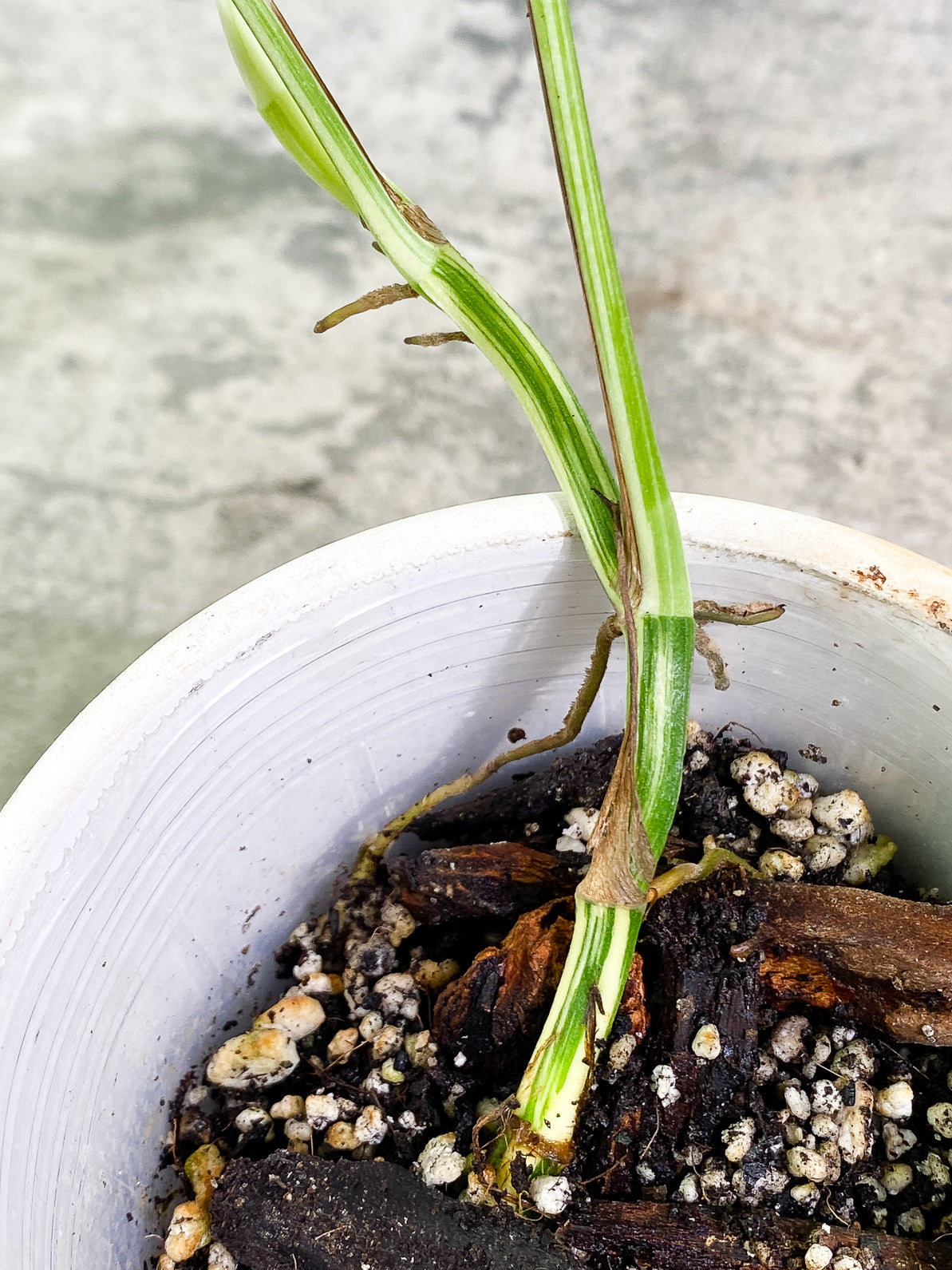 Epipremnum Pinnatum Variegated 3 leaves rooted