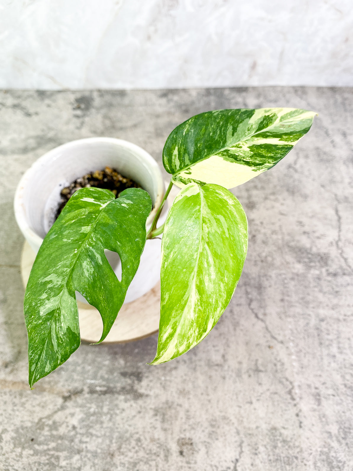 Epipremnum Pinnatum Variegated 3 leaves rooted