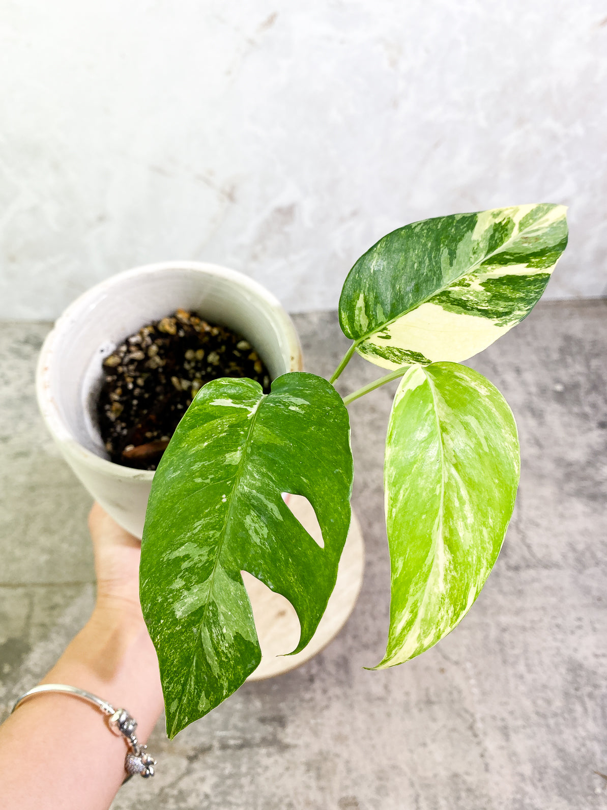 Epipremnum Pinnatum Variegated 3 leaves rooted