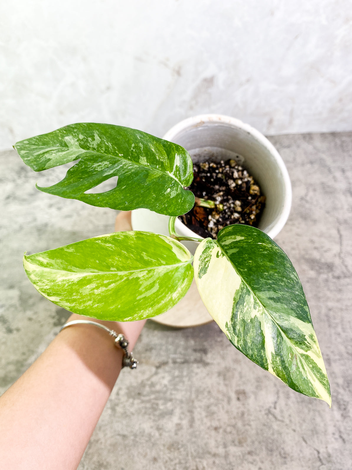 Epipremnum Pinnatum Variegated 3 leaves rooted