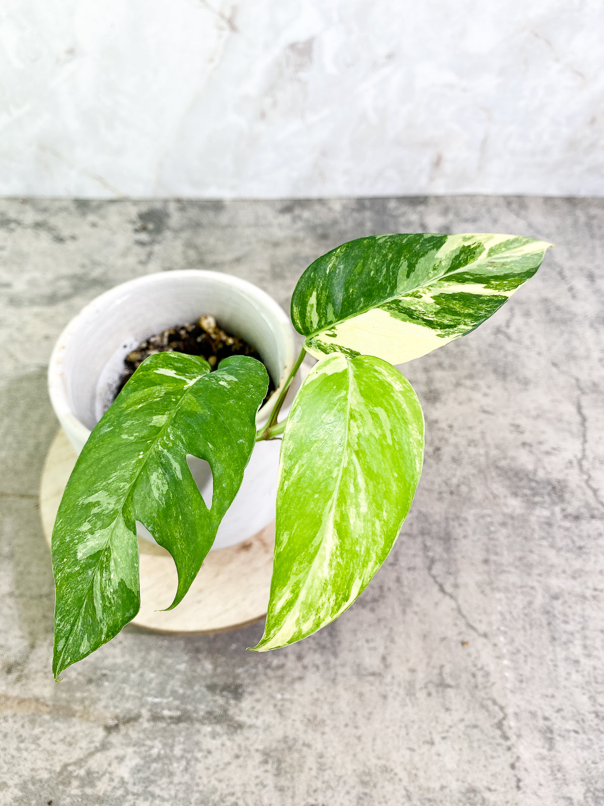 Epipremnum Pinnatum Variegated 3 leaves rooted