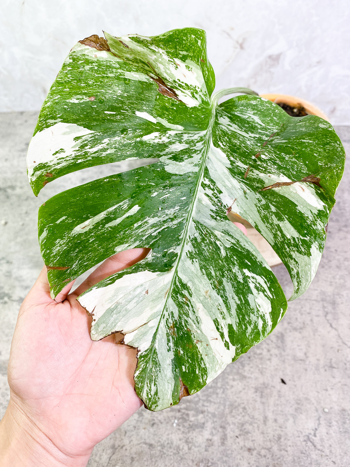 Monstera Albo Variegated 1 leaf rooted