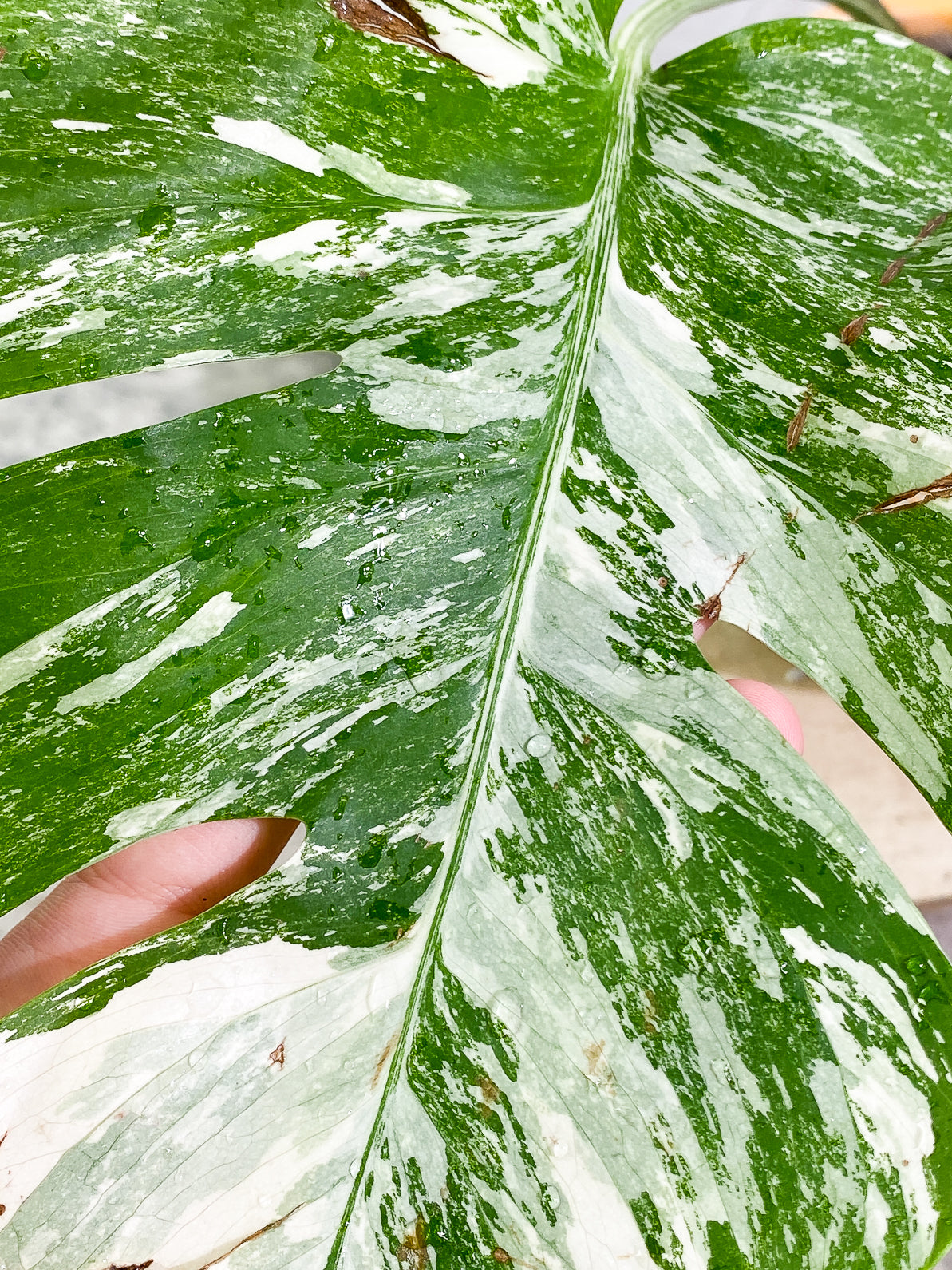 Monstera Albo Variegated 1 leaf rooted