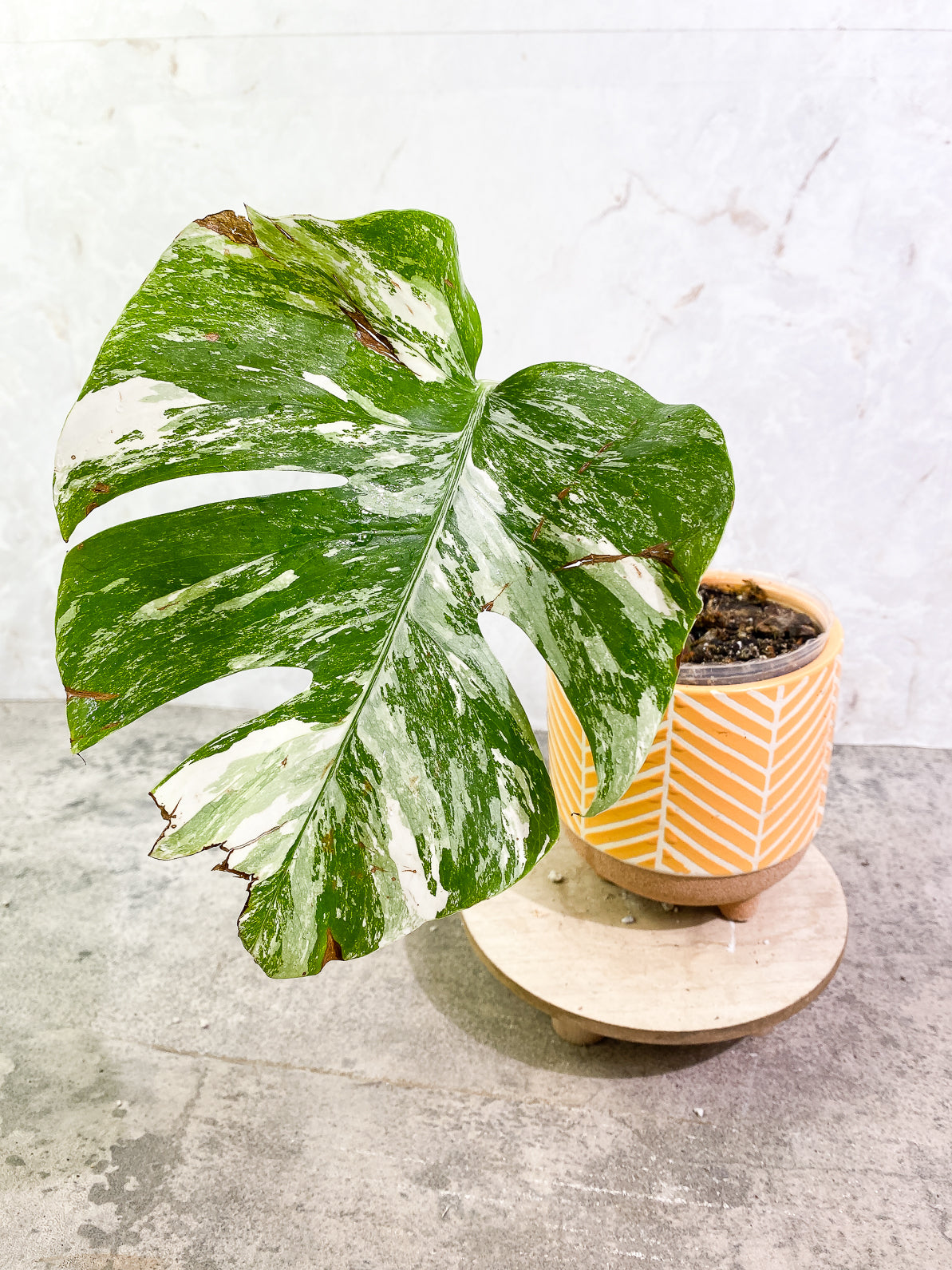 Monstera Albo Variegated 1 leaf rooted