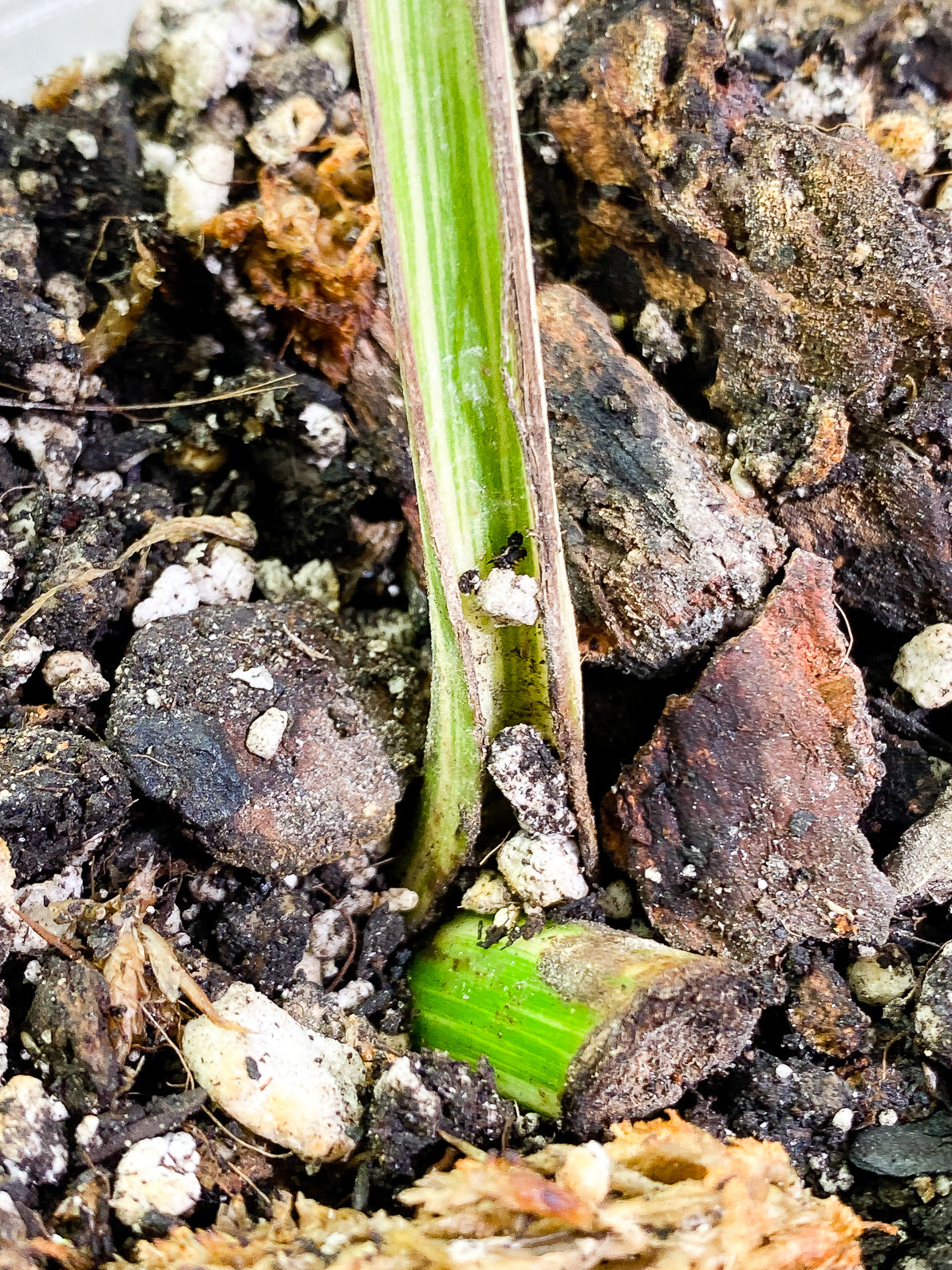 Monstera Albo Variegated 1 leaf rooted