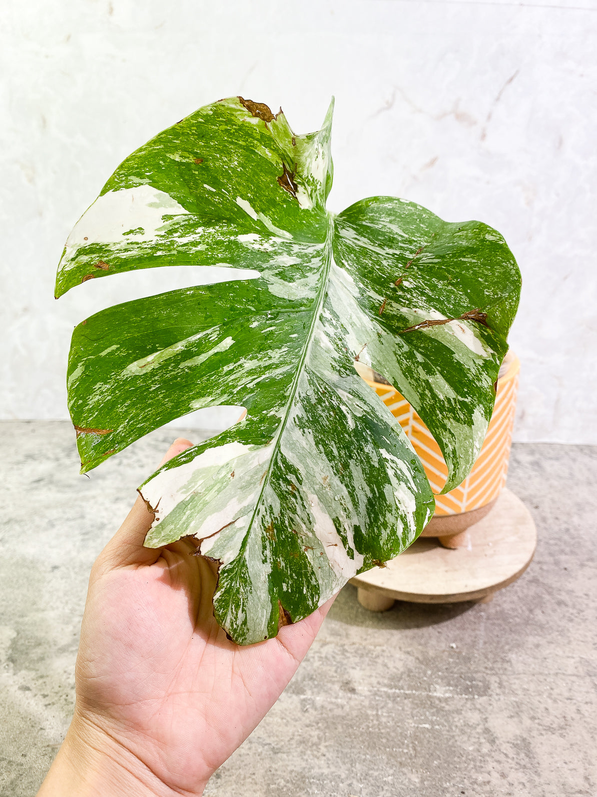 Monstera Albo Variegated 1 leaf rooted