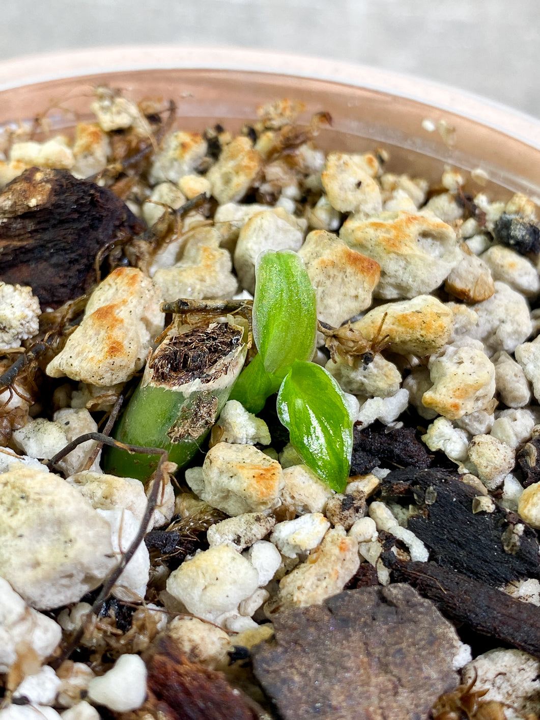 Philodendron Domesticum variegated Slightly 2 leaves Rooted node