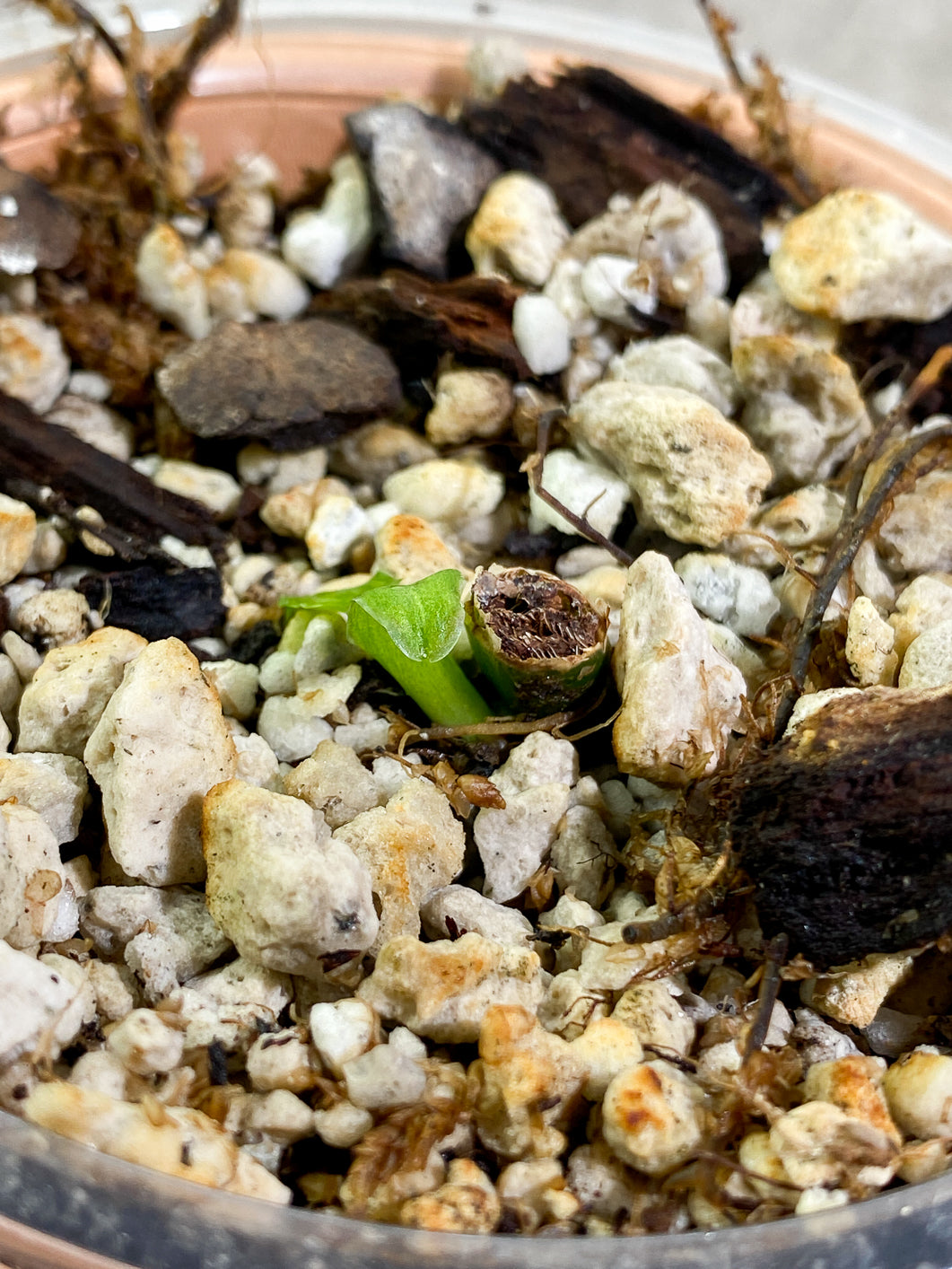 Philodendron Domesticum variegated Slightly 2 leaves Rooted node