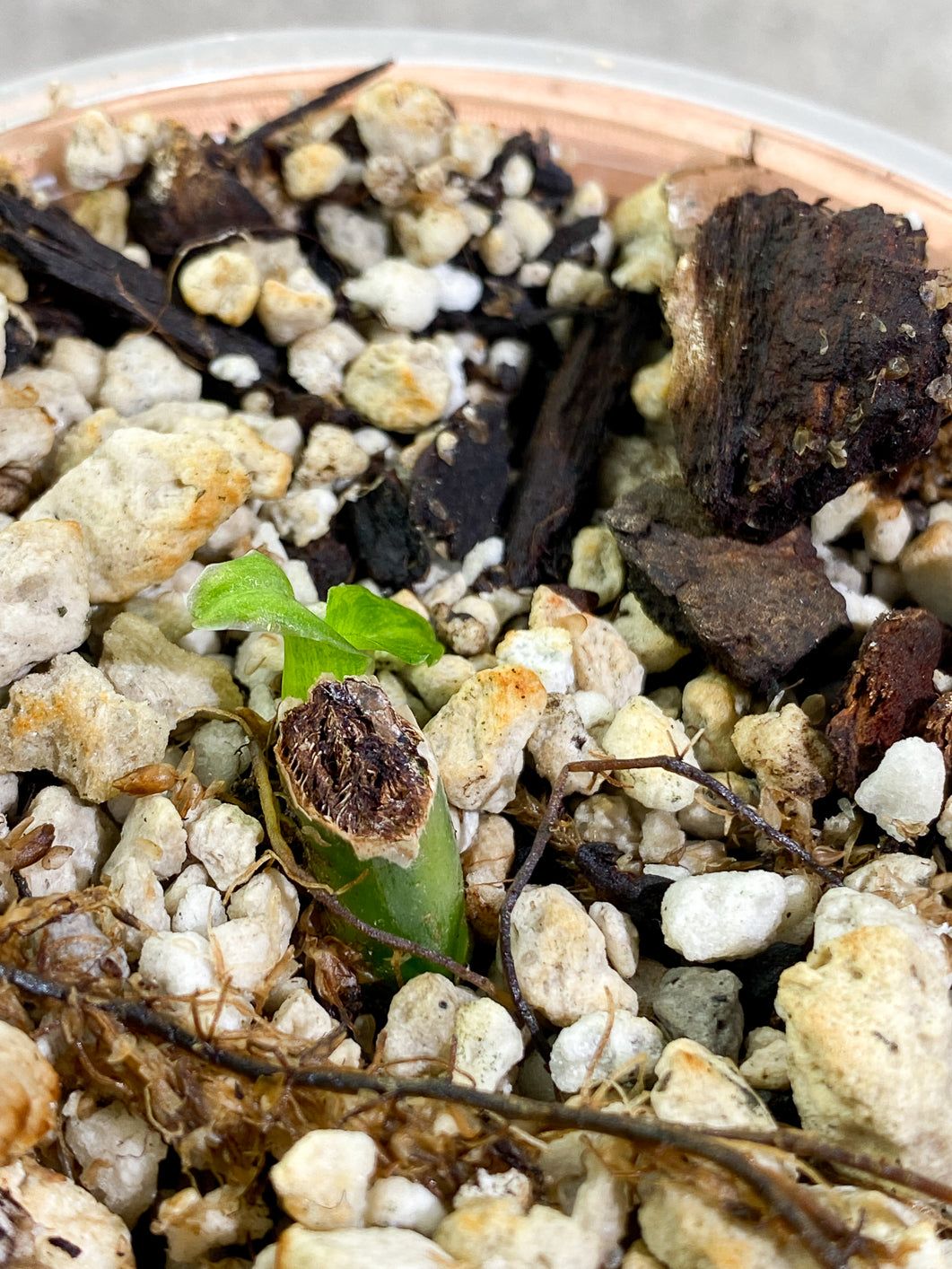 Philodendron Domesticum variegated Slightly 2 leaves Rooted node