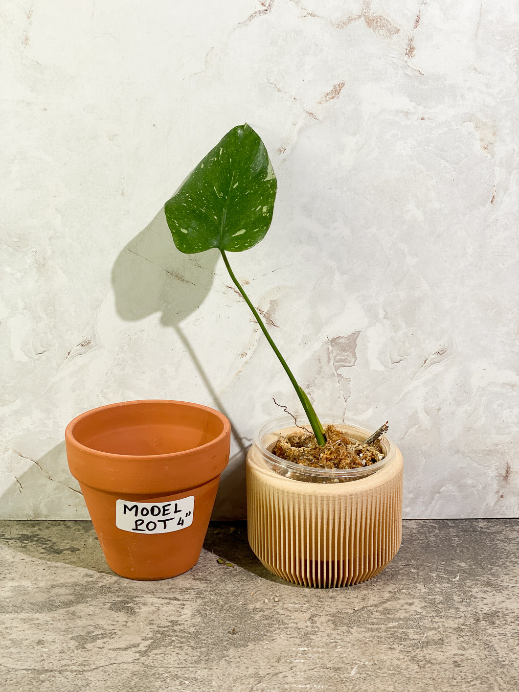 Monstera Thai Constellation 1 leaf Slightly Rooted