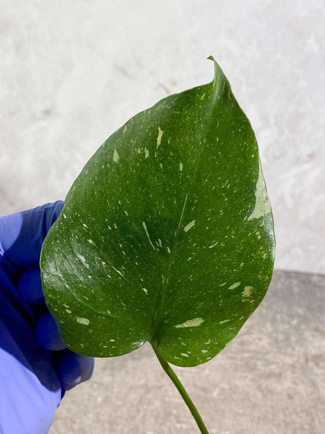 Monstera Thai Constellation 1 leaf Slightly Rooted