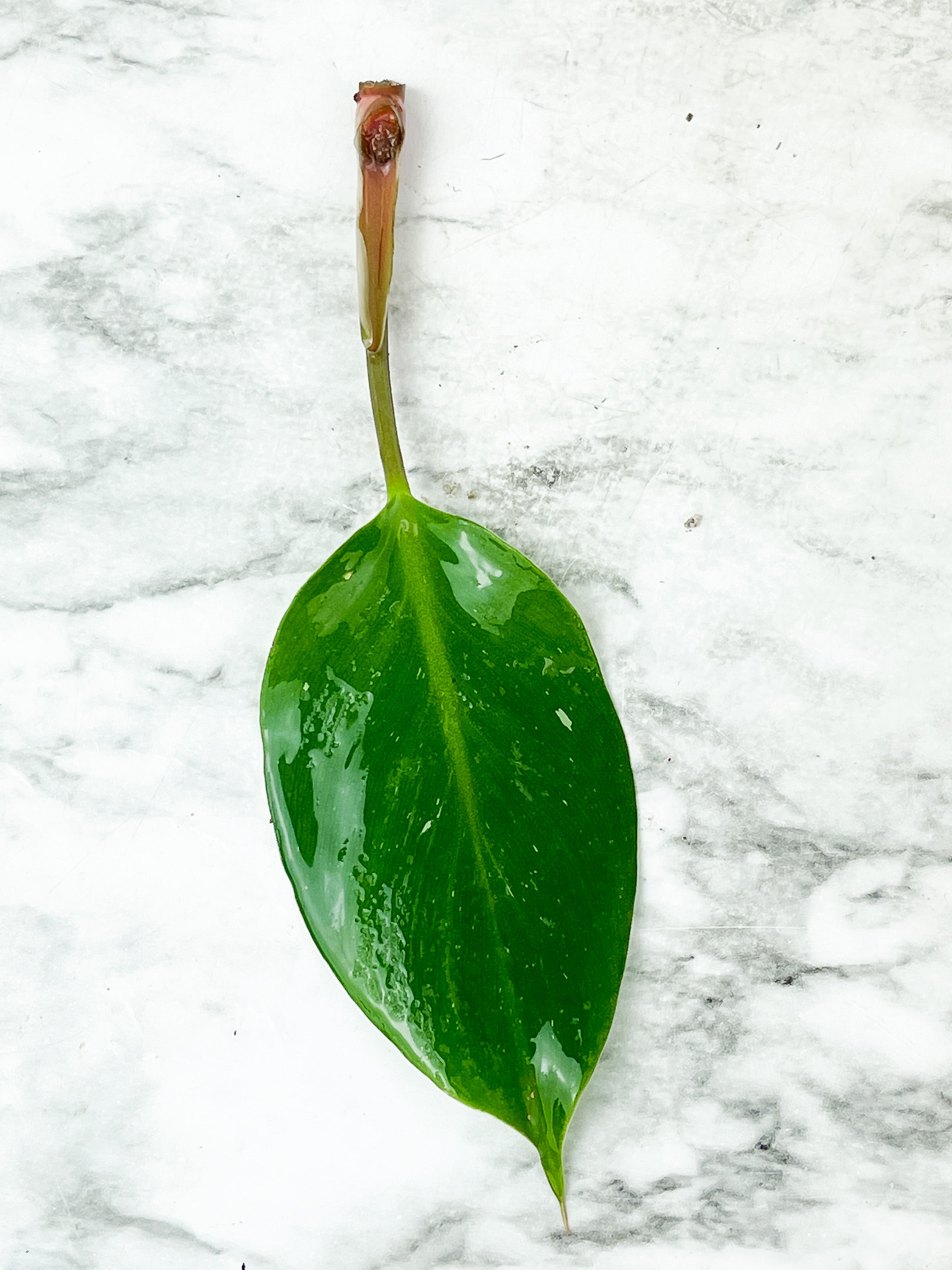 Philodendron White Knight Unrooted Cutting  (First picture is the mother plant)