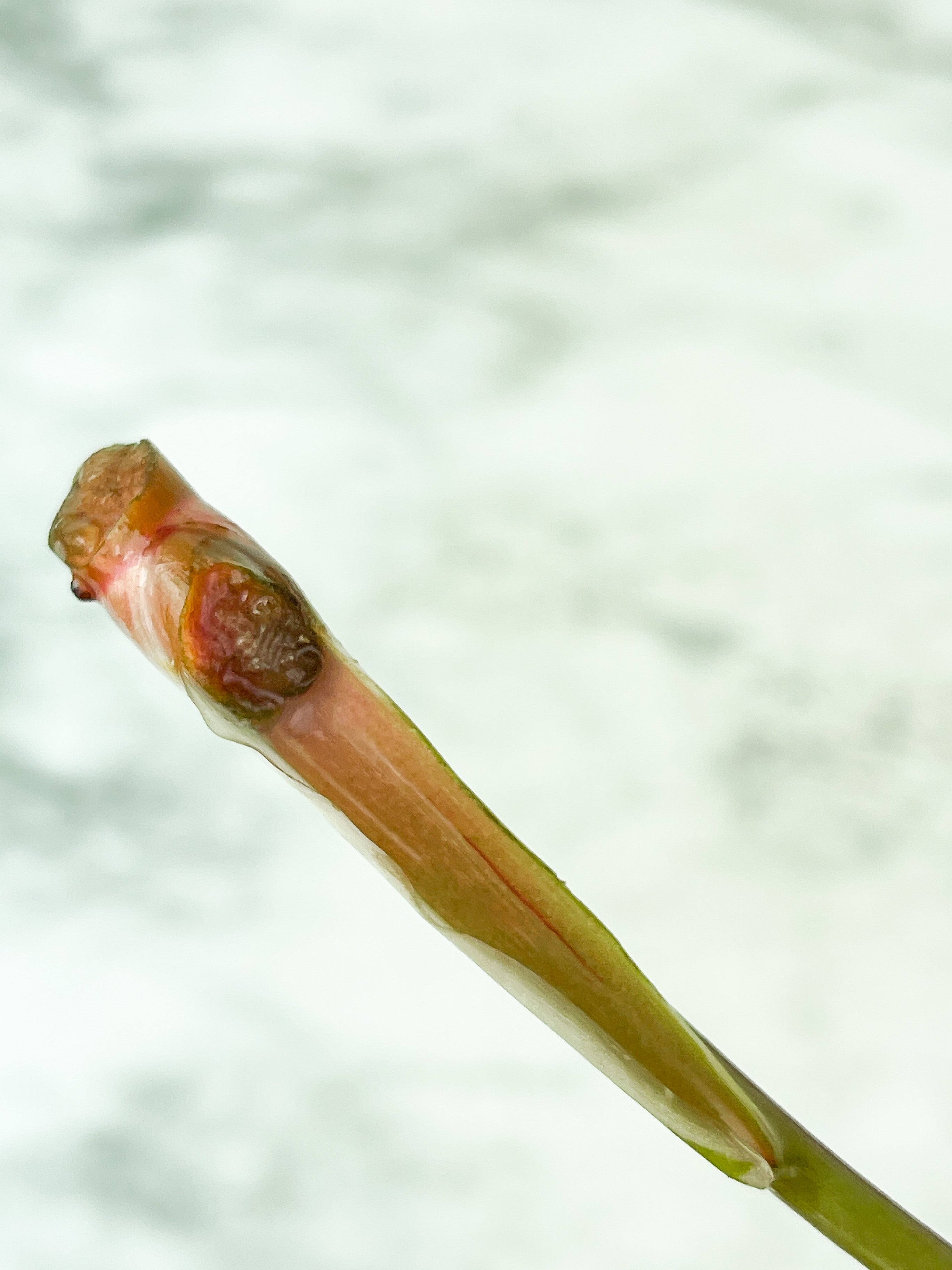 Philodendron White Knight Unrooted Cutting  (First picture is the mother plant)