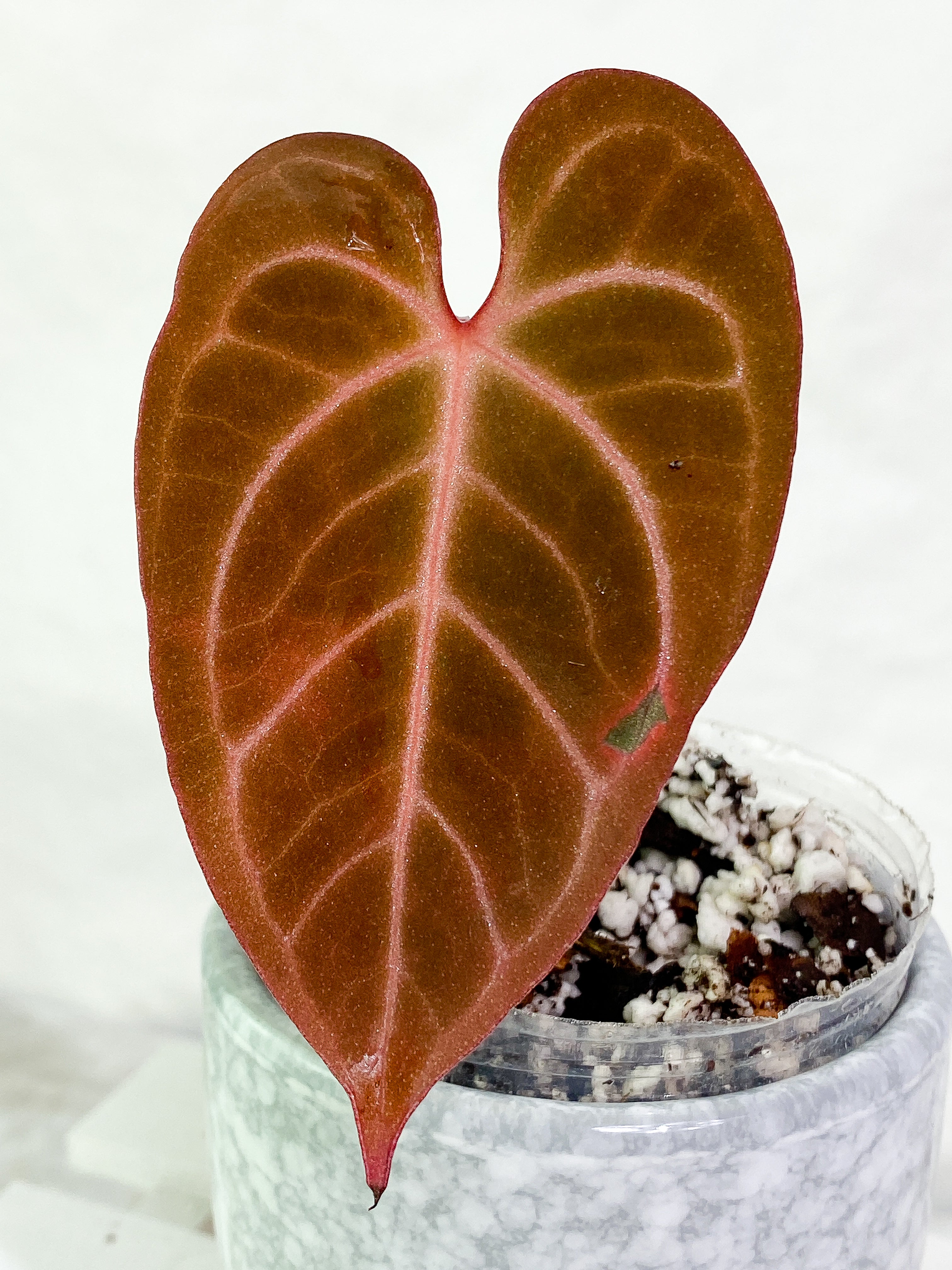 Anthurium Raven's Heart (Ace of Spades x Papillilaminum) rooted 1 leaf 1 sprout